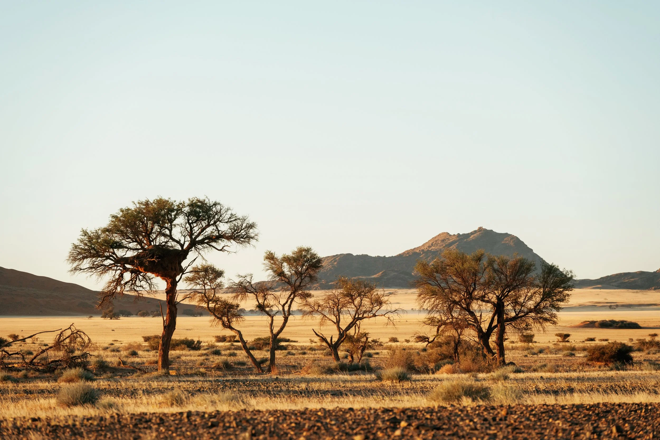 Landschaft in der Wüste mit vereinzelten Bäumen und Bergen im Hintergrund bei Sonnenuntergang. Namibia Abenteuer