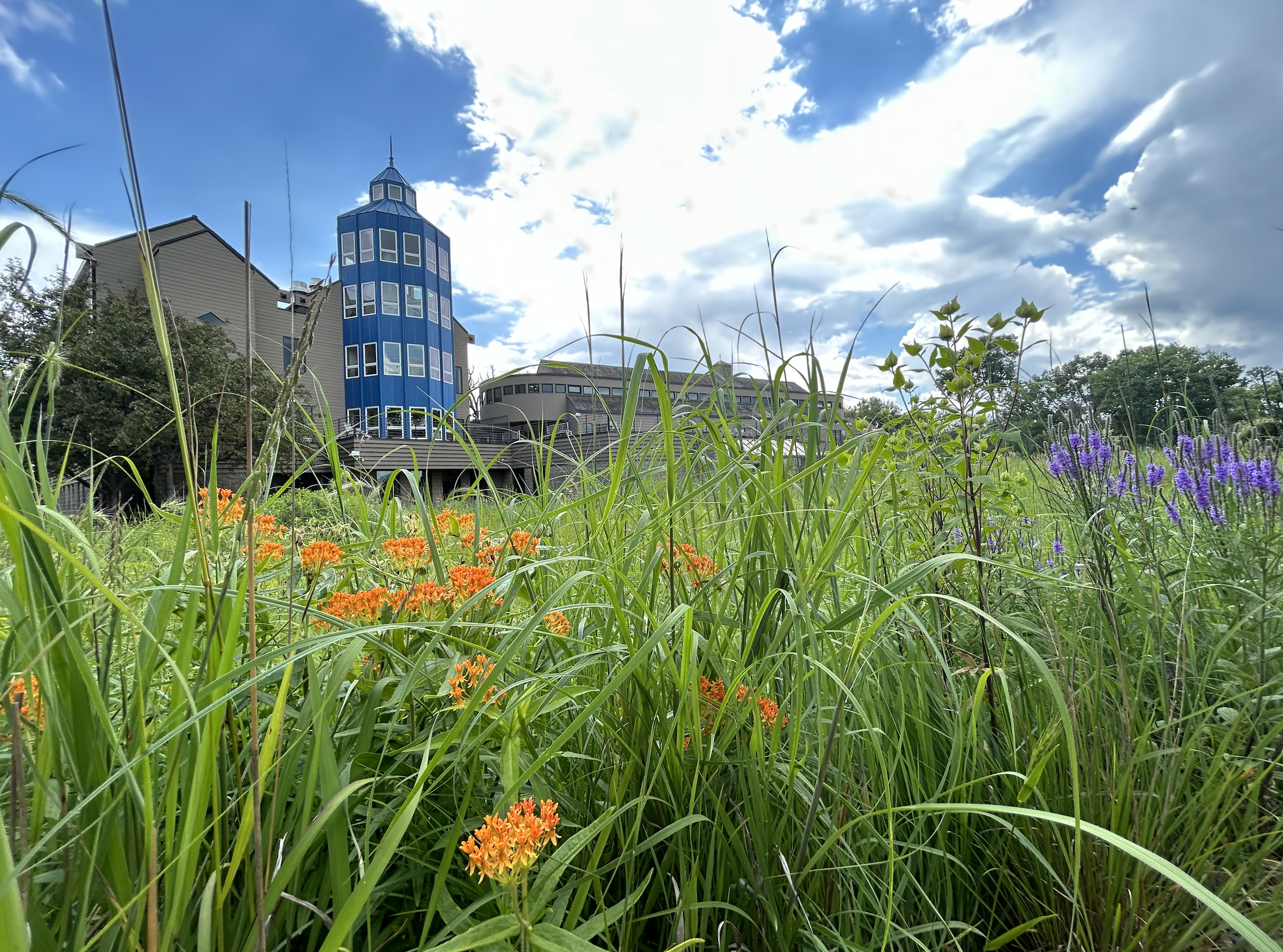 View of a field with orange and purple flowers, tall green grass, and a blue building with a pointed tower in the background under a partly cloudy sky.