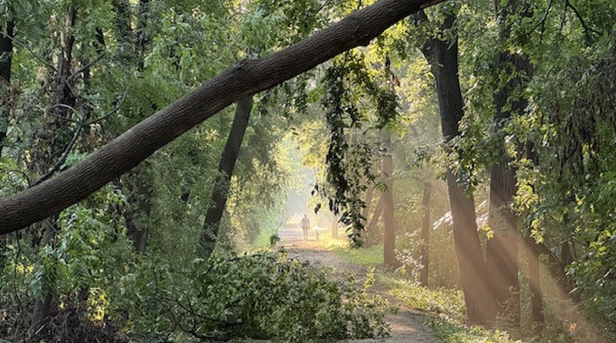 Sunlight streams through a green forest with tall trees and a dirt path, with two people walking in the distance.