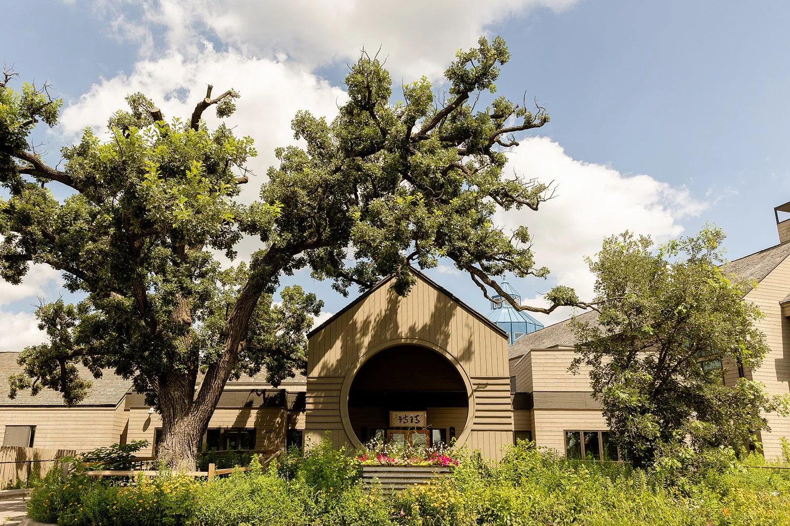 A large tree with a thick trunk and sprawling branches in front of a modern building with beige siding and a distinctive circular opening at the entrance, surrounded by green foliage and flowering plants, under a partly cloudy sky.
