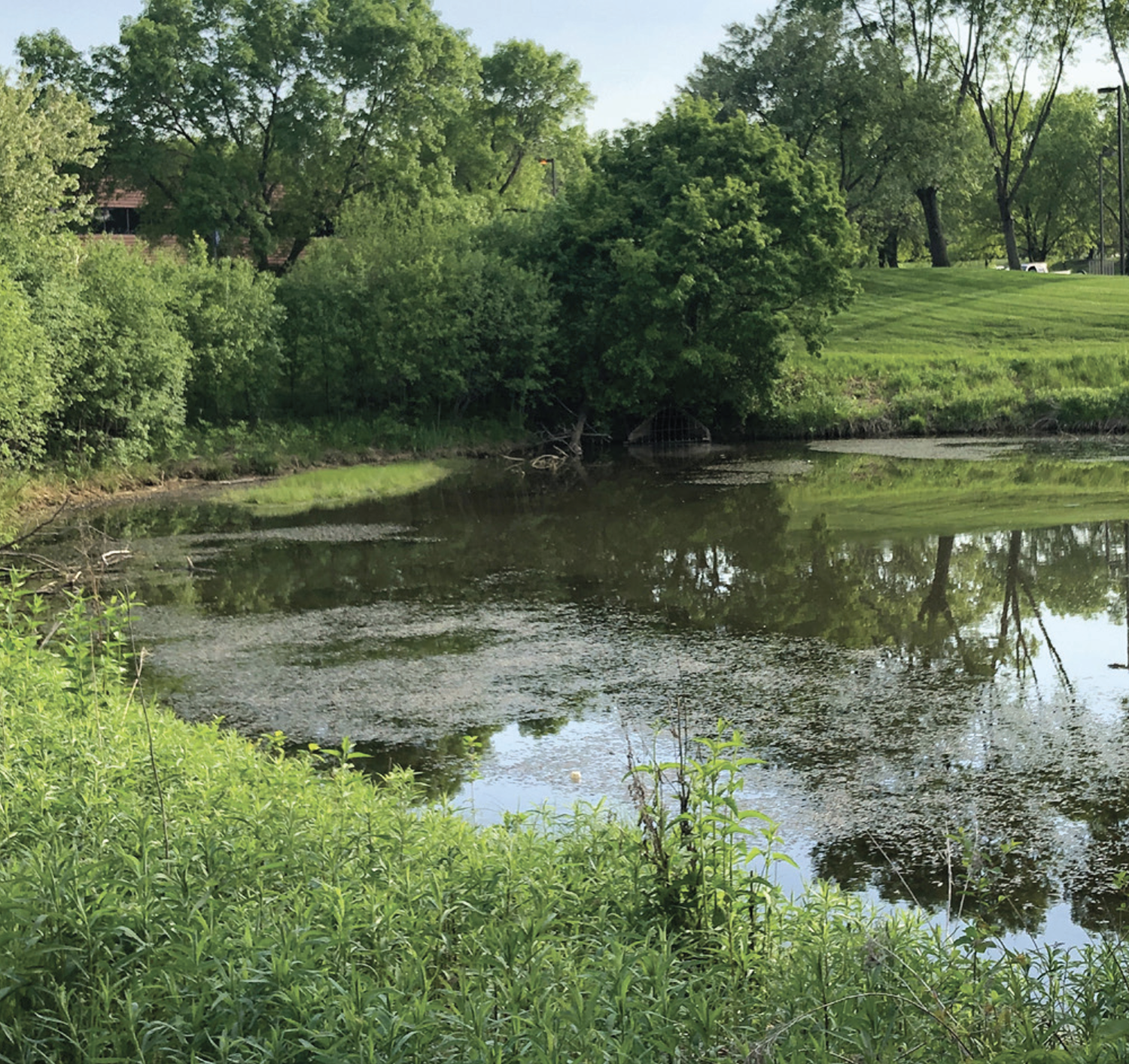 A peaceful pond surrounded by lush green trees and grass, with reflections of the foliage visible in the water, and some aquatic plants on the surface.
