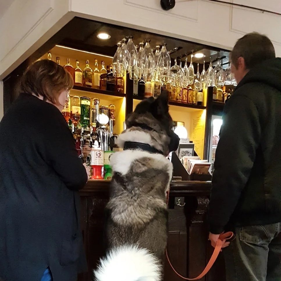 A large dog sitting on its hind legs at a bar, facing the bartender and a customer, with the bar shelves behind filled with bottles and glasses hanging above.