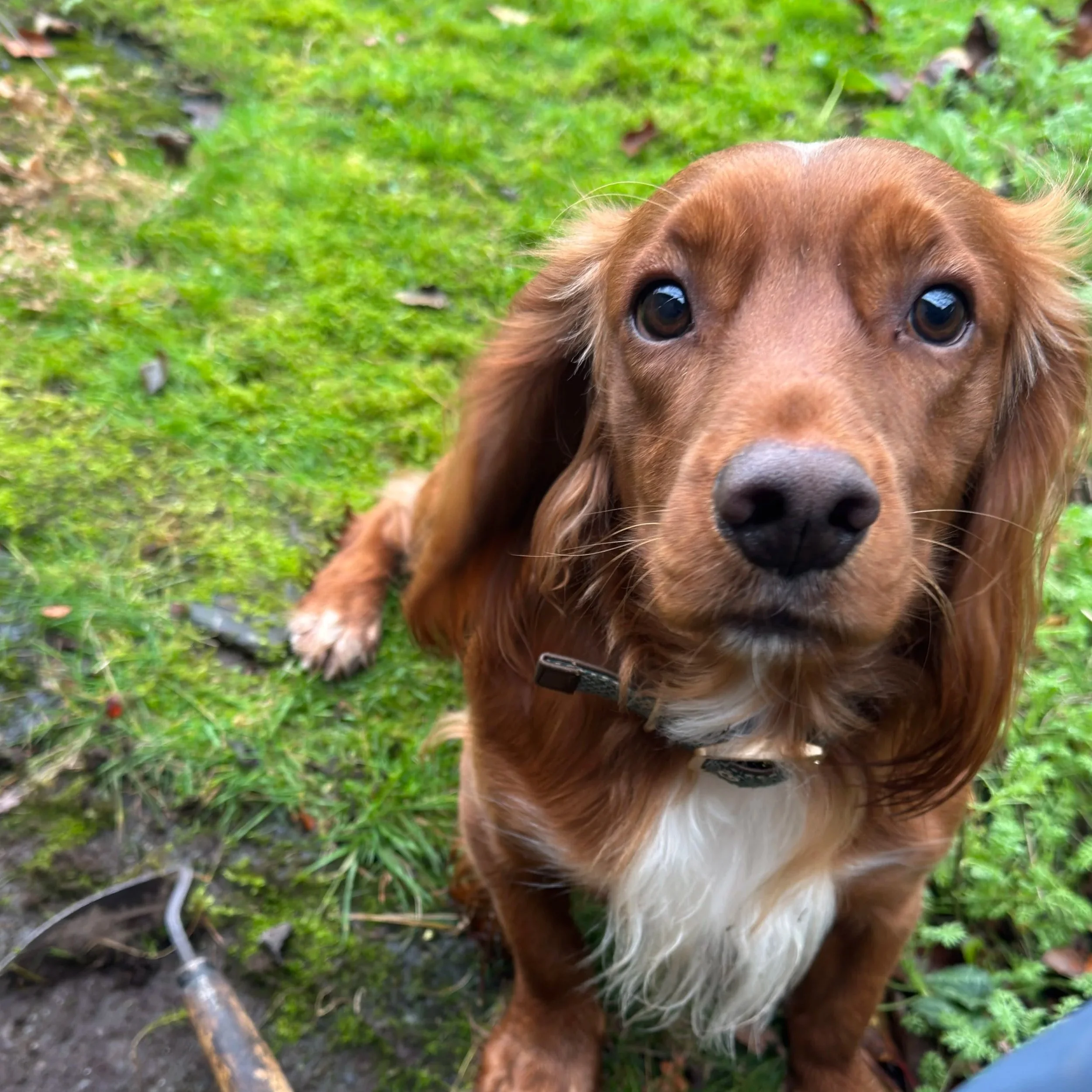 Close-up of a brown dog with floppy ears and white chest fur, sitting on green grass, looking directly at the camera.