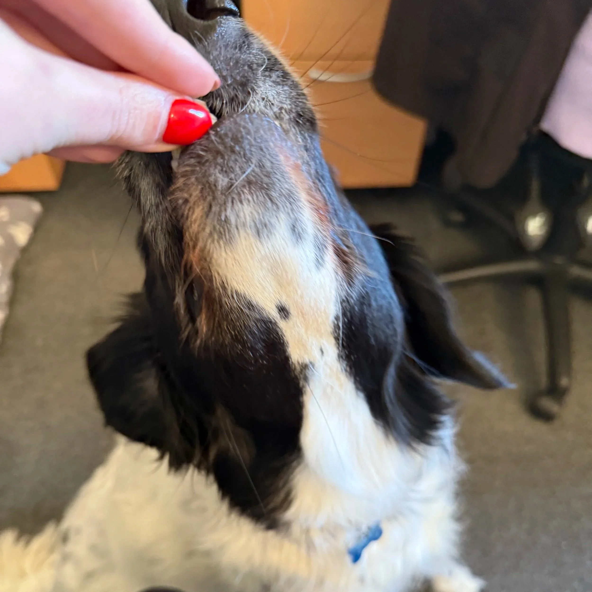 A dog with black, white, and tan fur being gently sniffed or kissed on the nose by a person with red-painted nails.