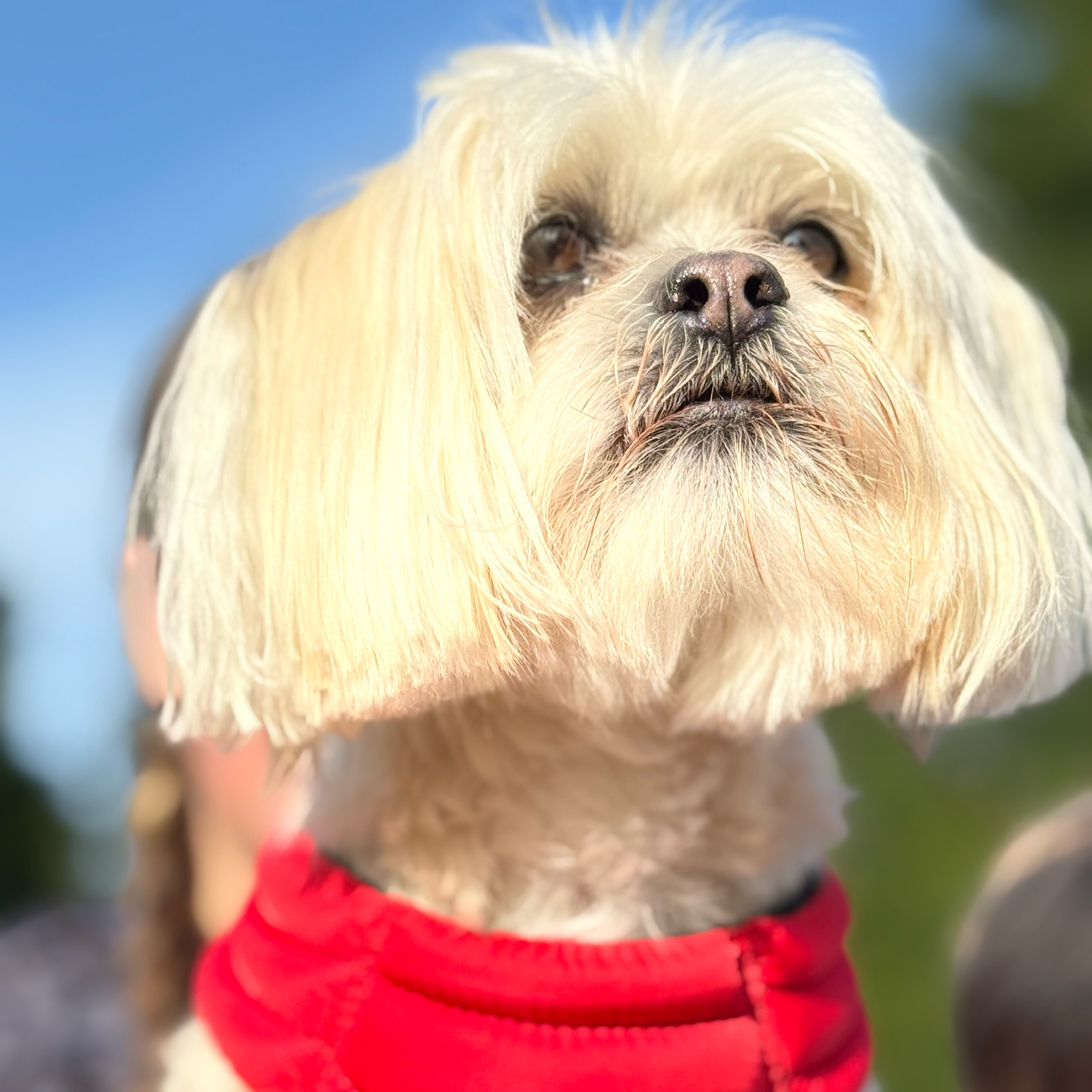 Close-up of a small dog with long, cream-colored fur wearing a red sweater, outdoors with a blurred background.