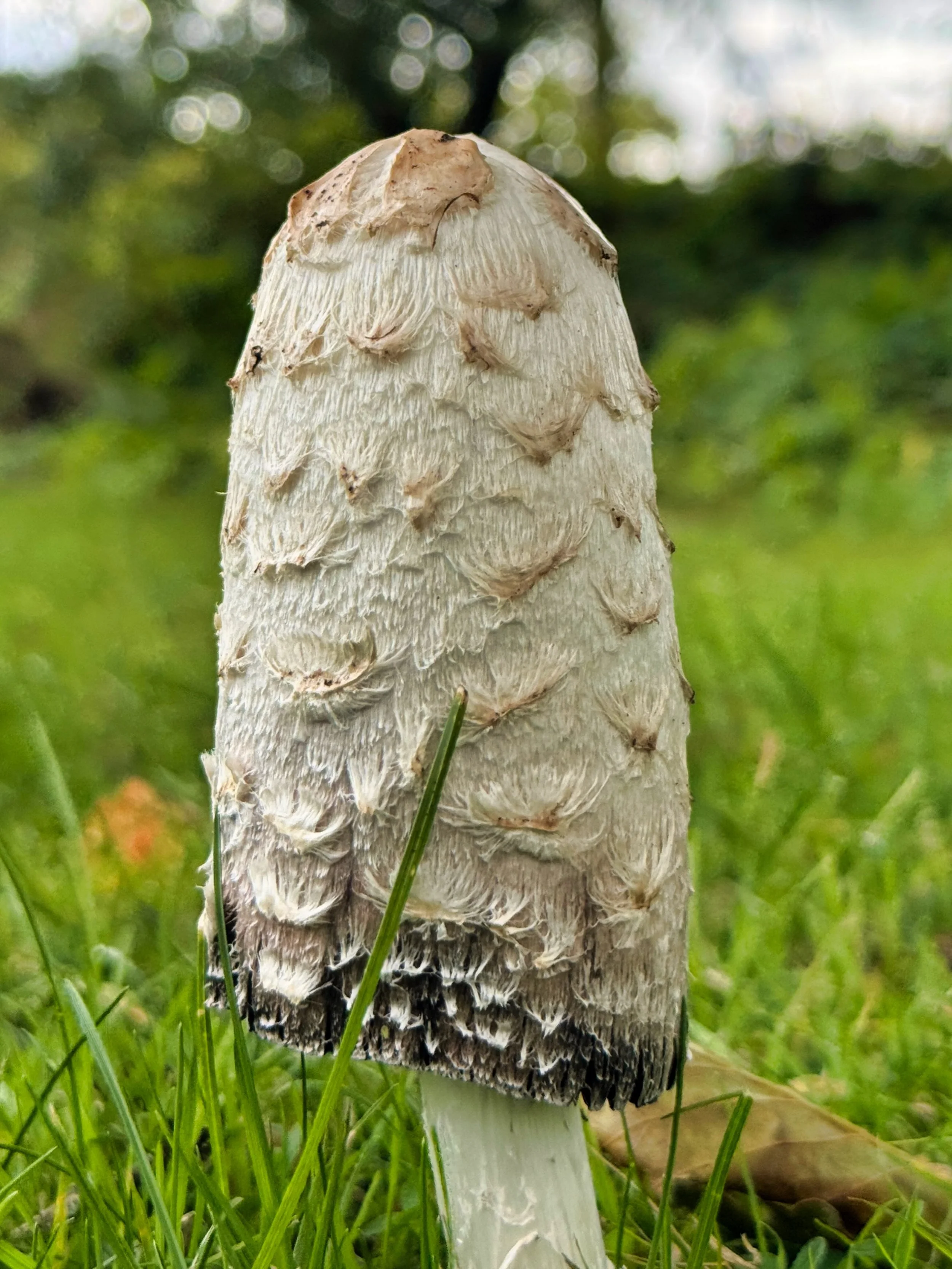 Visitor to the pub garden 🍄