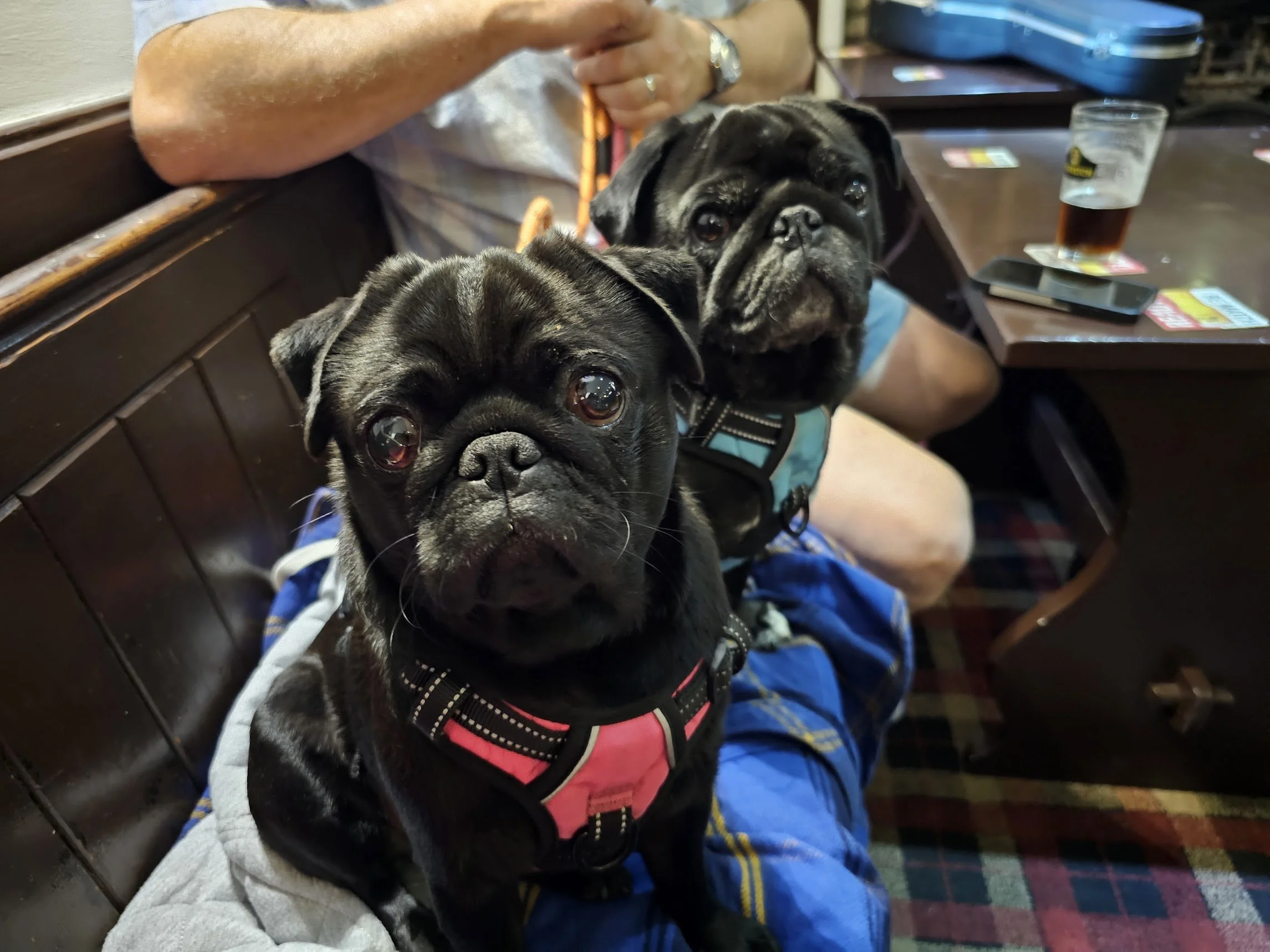 Two black French Bulldogs sitting on a person's lap in a bar or pub, with drinks and a smartphone on the table nearby.