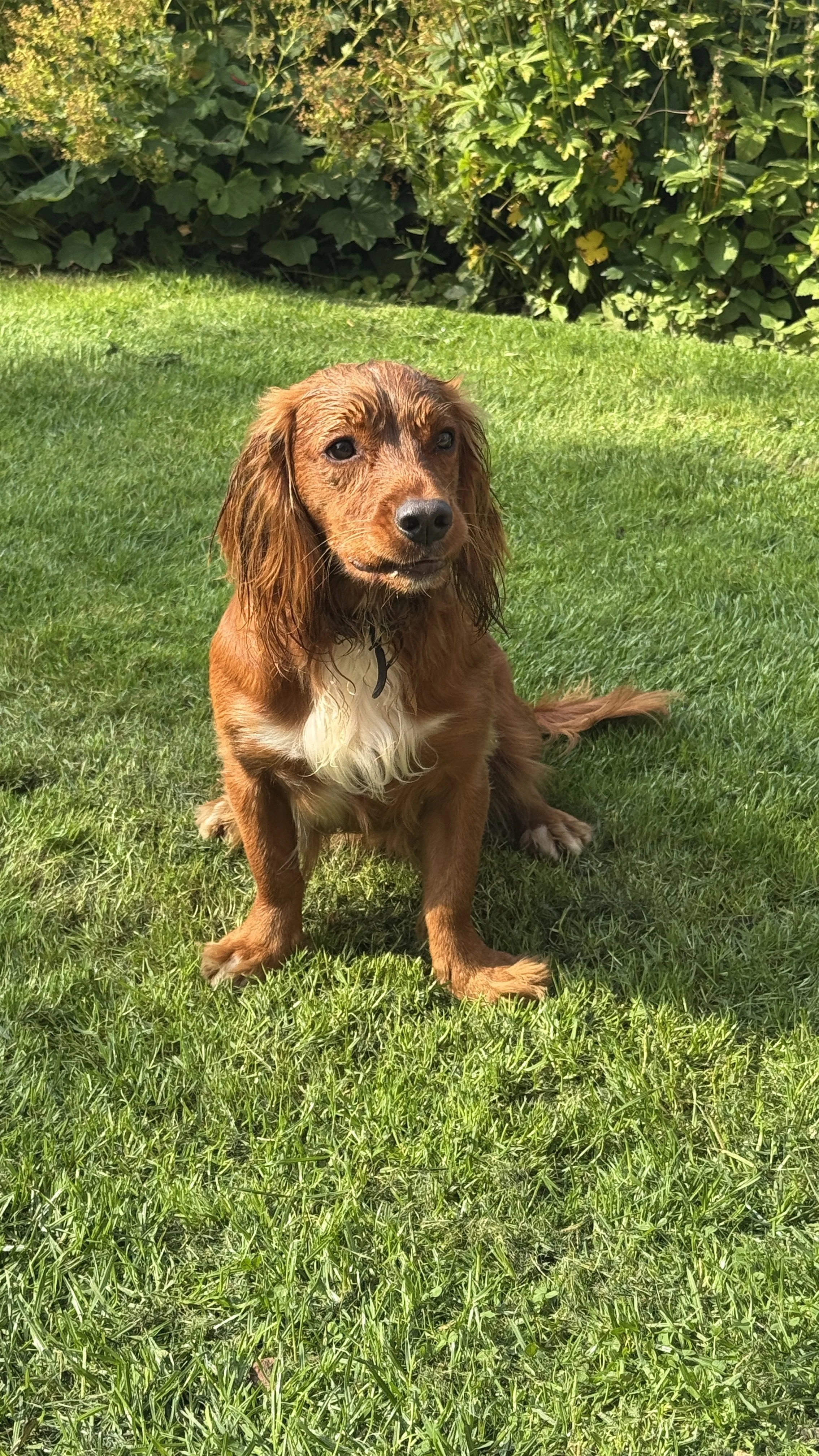 A cute brown dog with long ears sitting on green grass with bushes in the background.