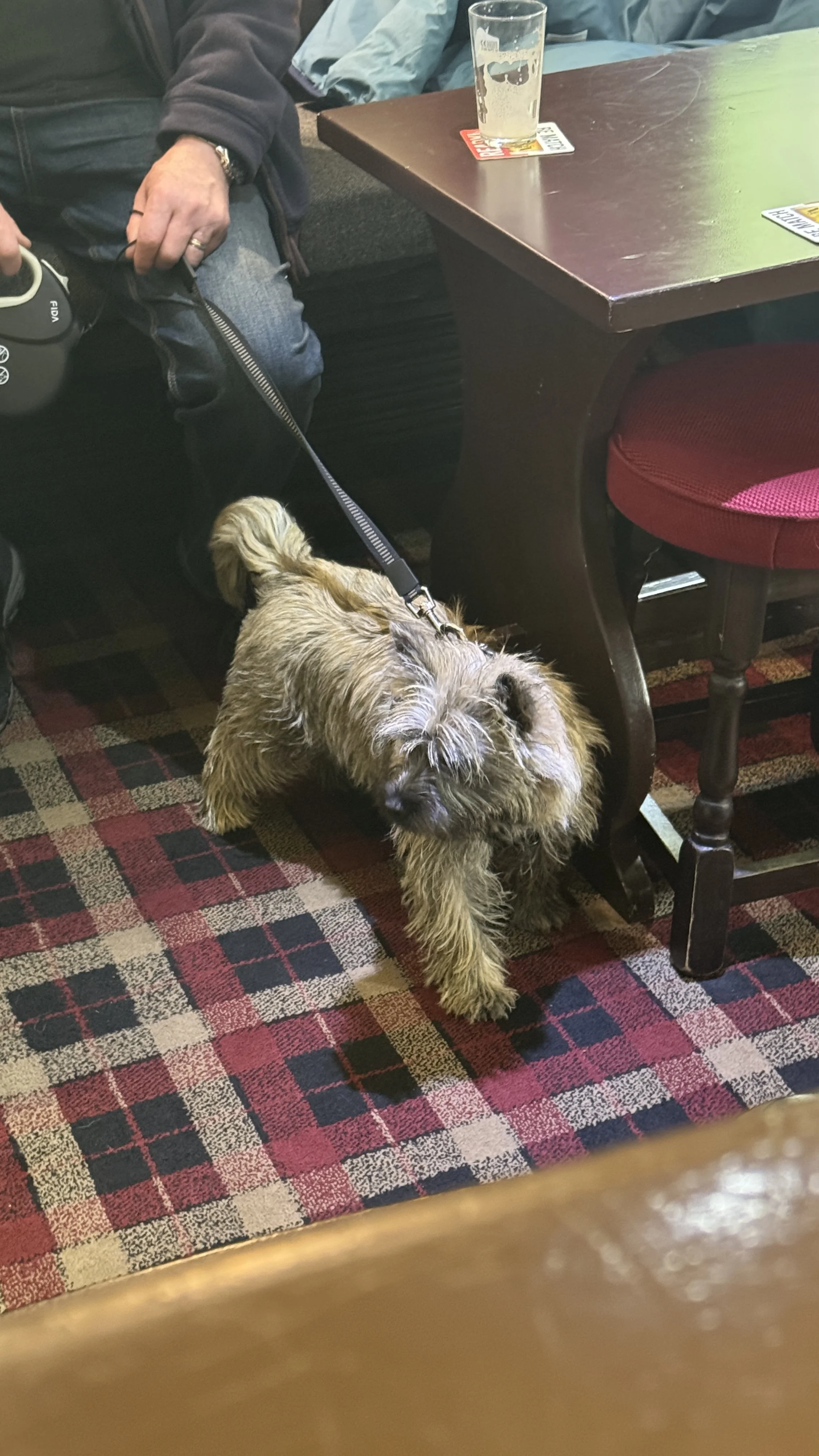 A small dog with light brown fur and a scruffy coat standing on a patterned carpet in a restaurant, with its head slightly turned and eyes partly closed. A person sitting at a nearby table has their hand resting on their lap, with a camera skin on th