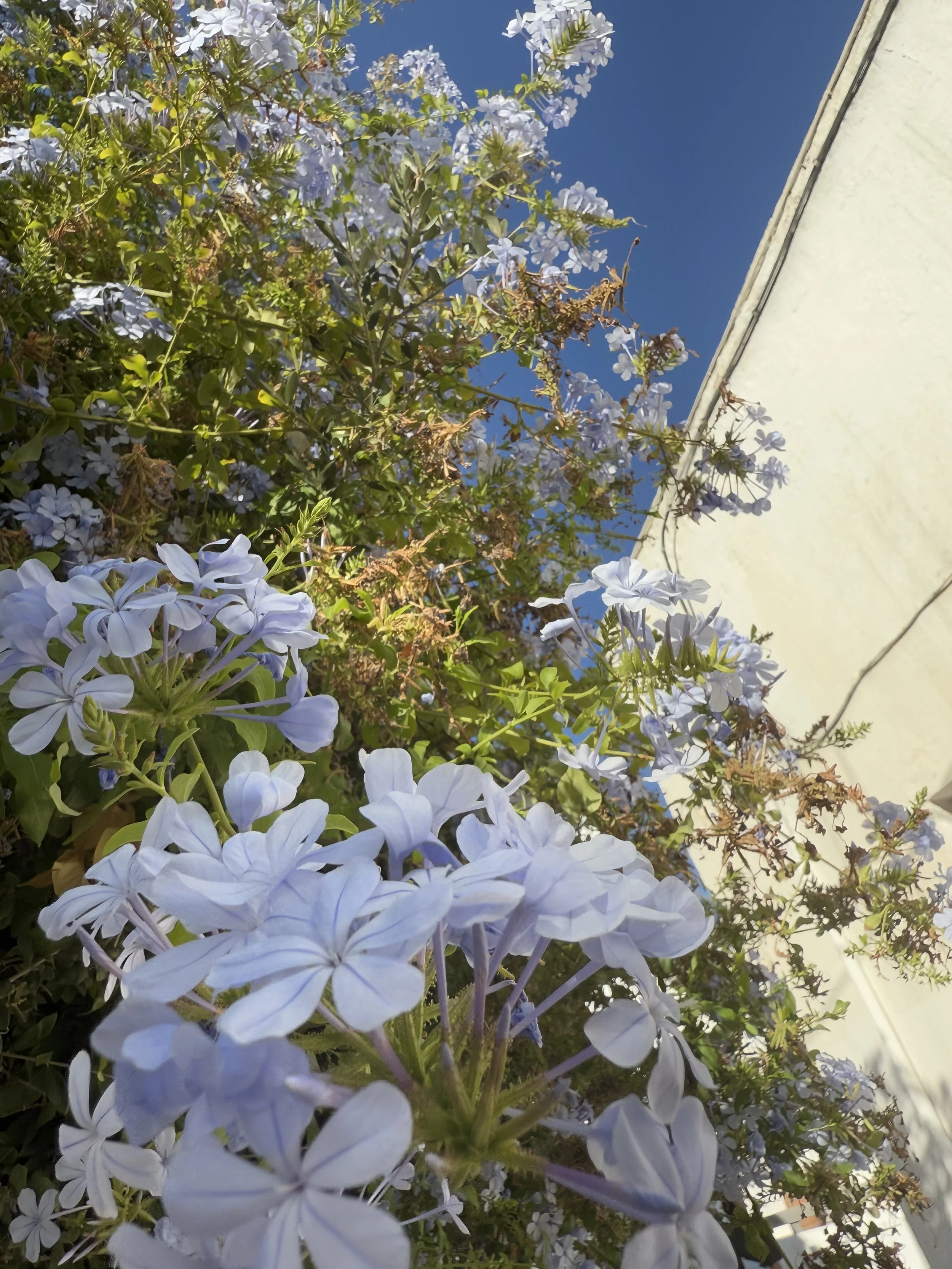 Design Identity Over Time