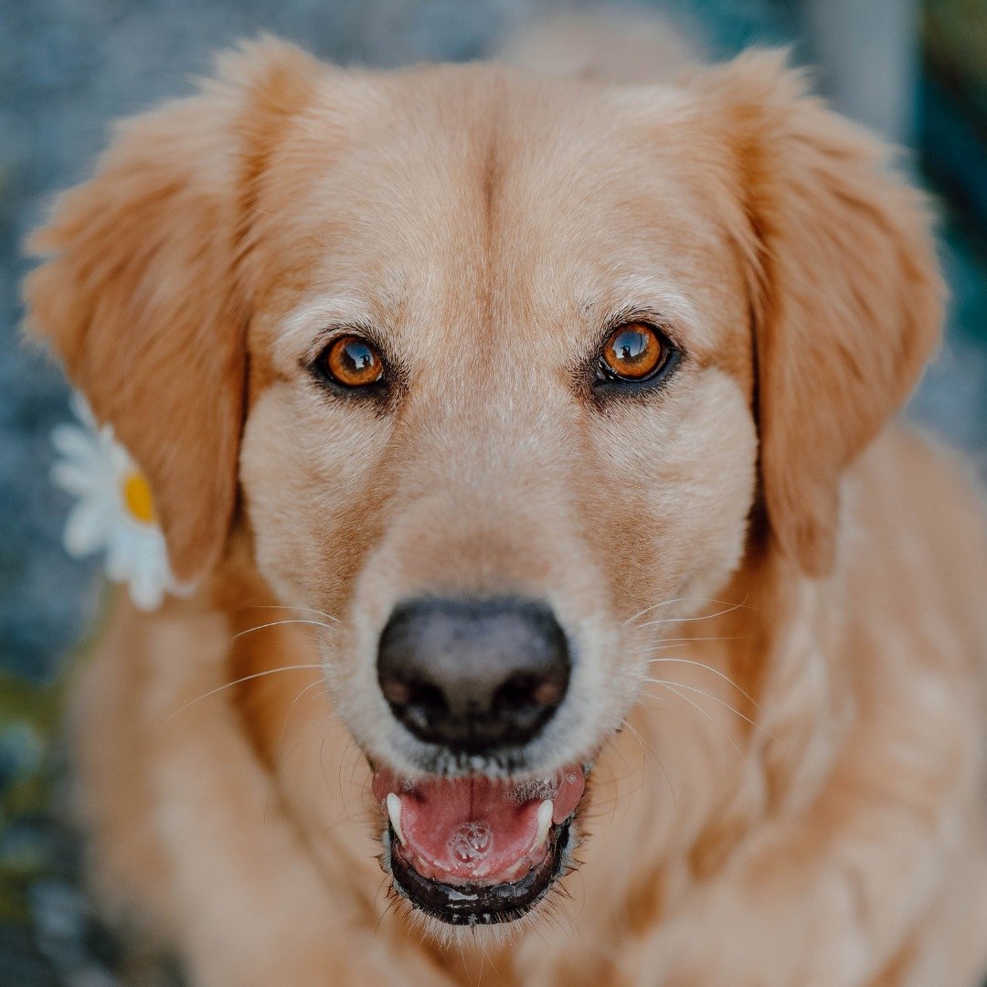 Forever grateful to have the most chill and beautiful puppy ever! 💛 
&bull;
&bull;
DM ME TO BOOK YOUR SESSION 📸
&bull;
&bull;

#photography #photooftheday #photographer #picoftheday #photoshoot
#portraitphotography #familyphotography #couplesphotog