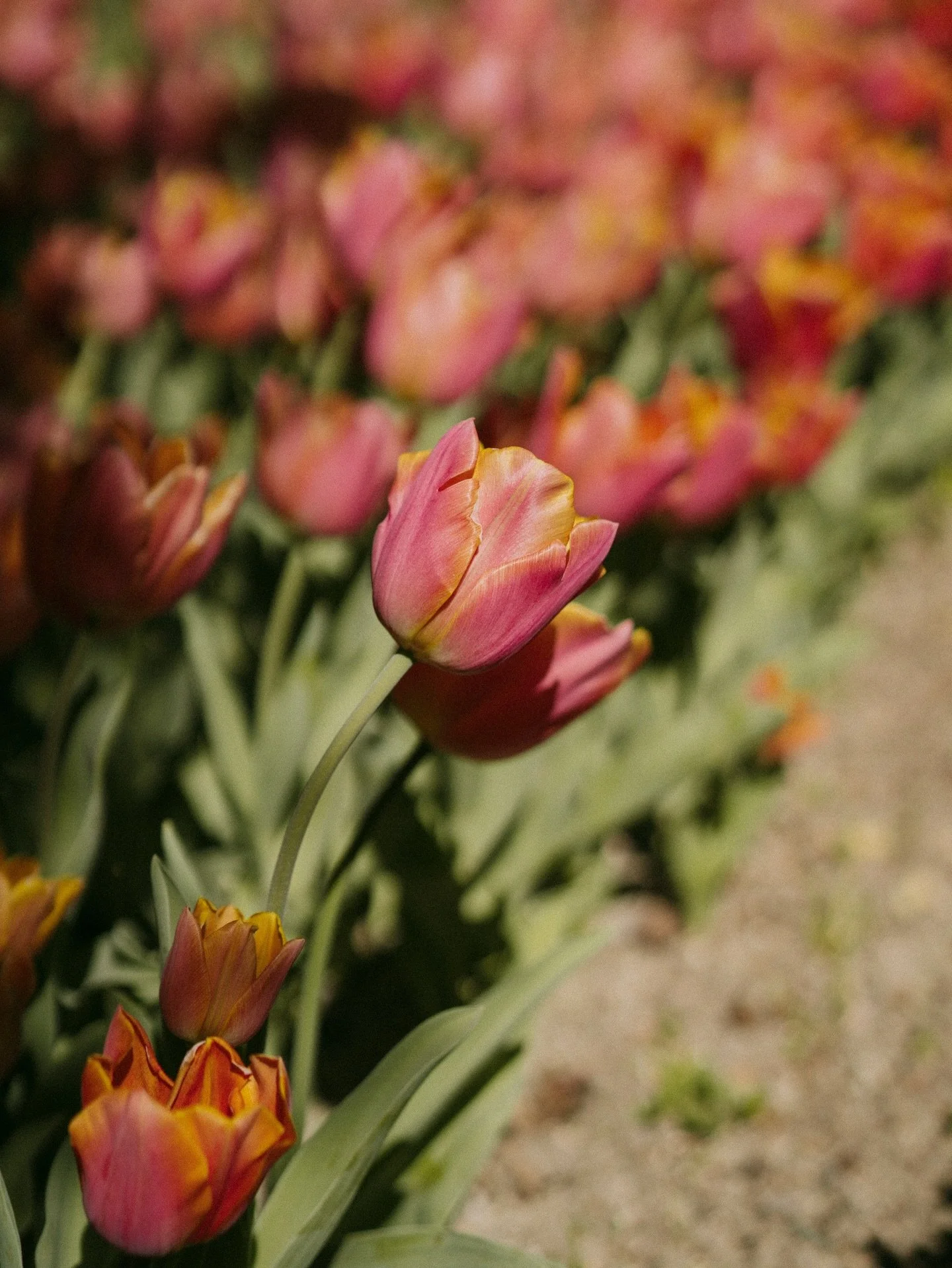 Something a little different from what i usually post but these photos are too beautiful not to share 💐🎞️
&bull;
&bull;
#madridfotografa #madrid #sonyalpha
