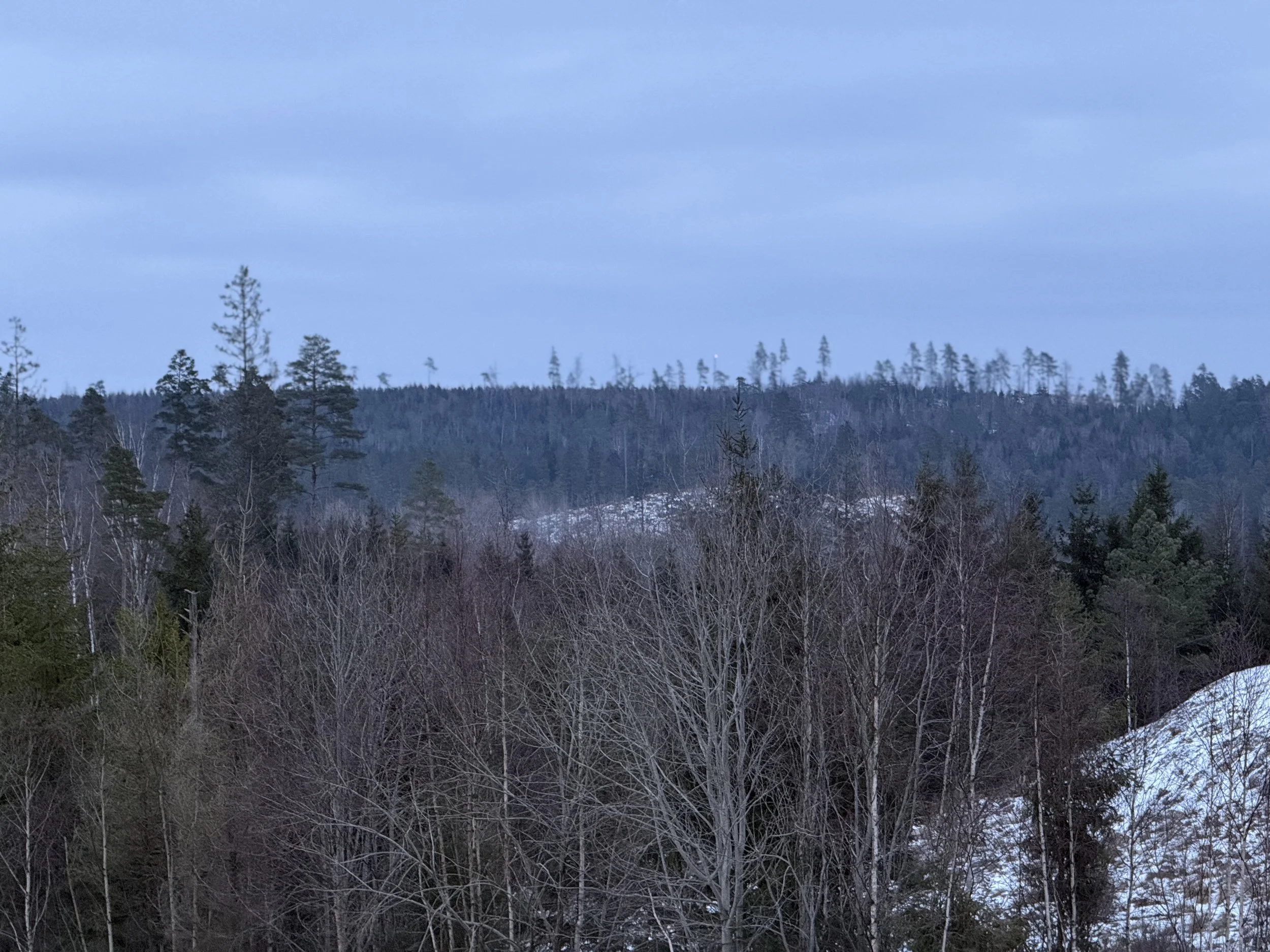 Utsikt över en skog med barrträd och lövträd, snö på marken, molnig himmel.
