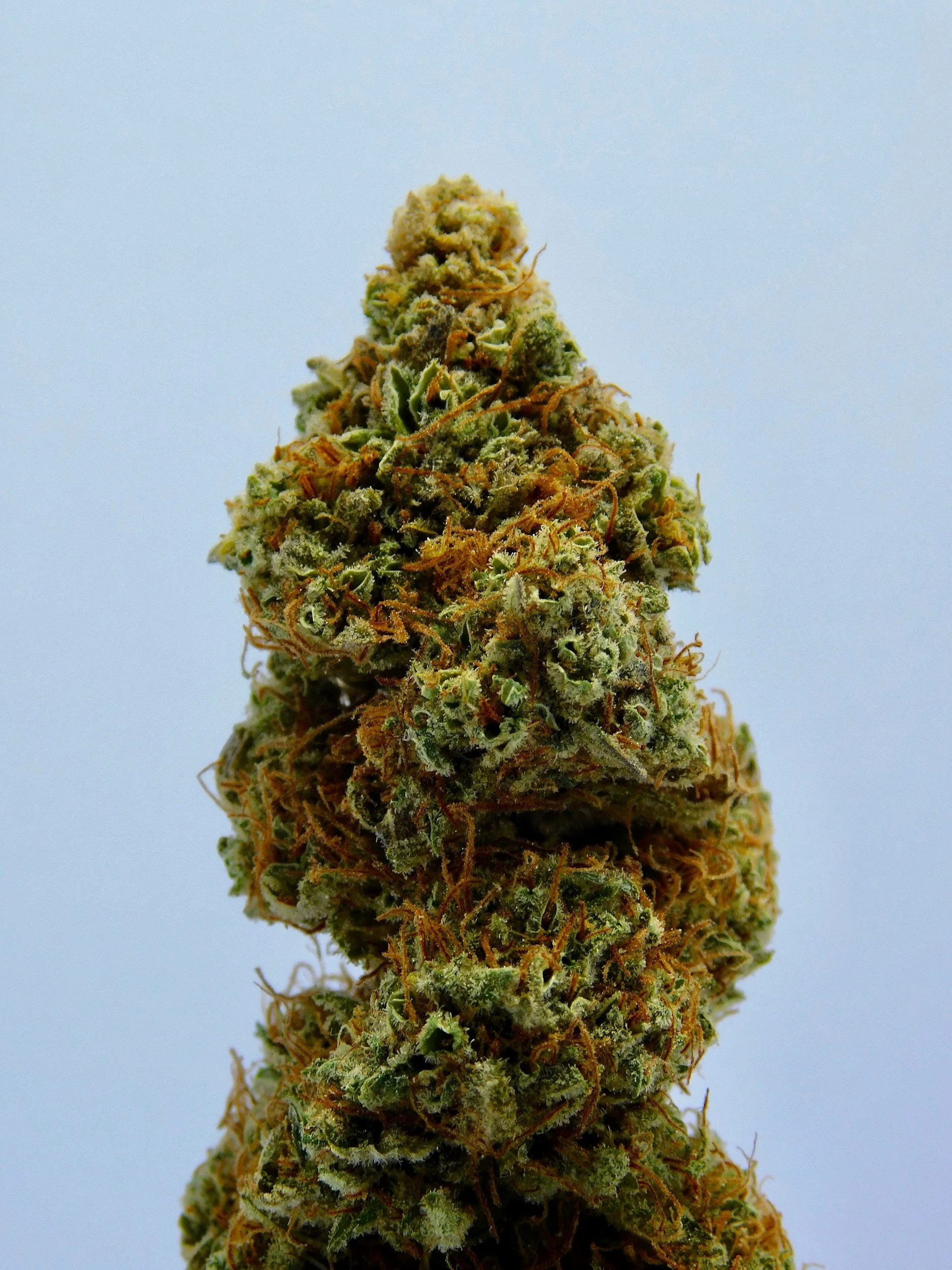 Cannabis Insurance in Florida &amp; New York: The Complete Coverage Guide for Dispensaries, Cultivators &amp; Cannabis Businesses (2026)