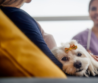 How to Check Your Dog's Vitals