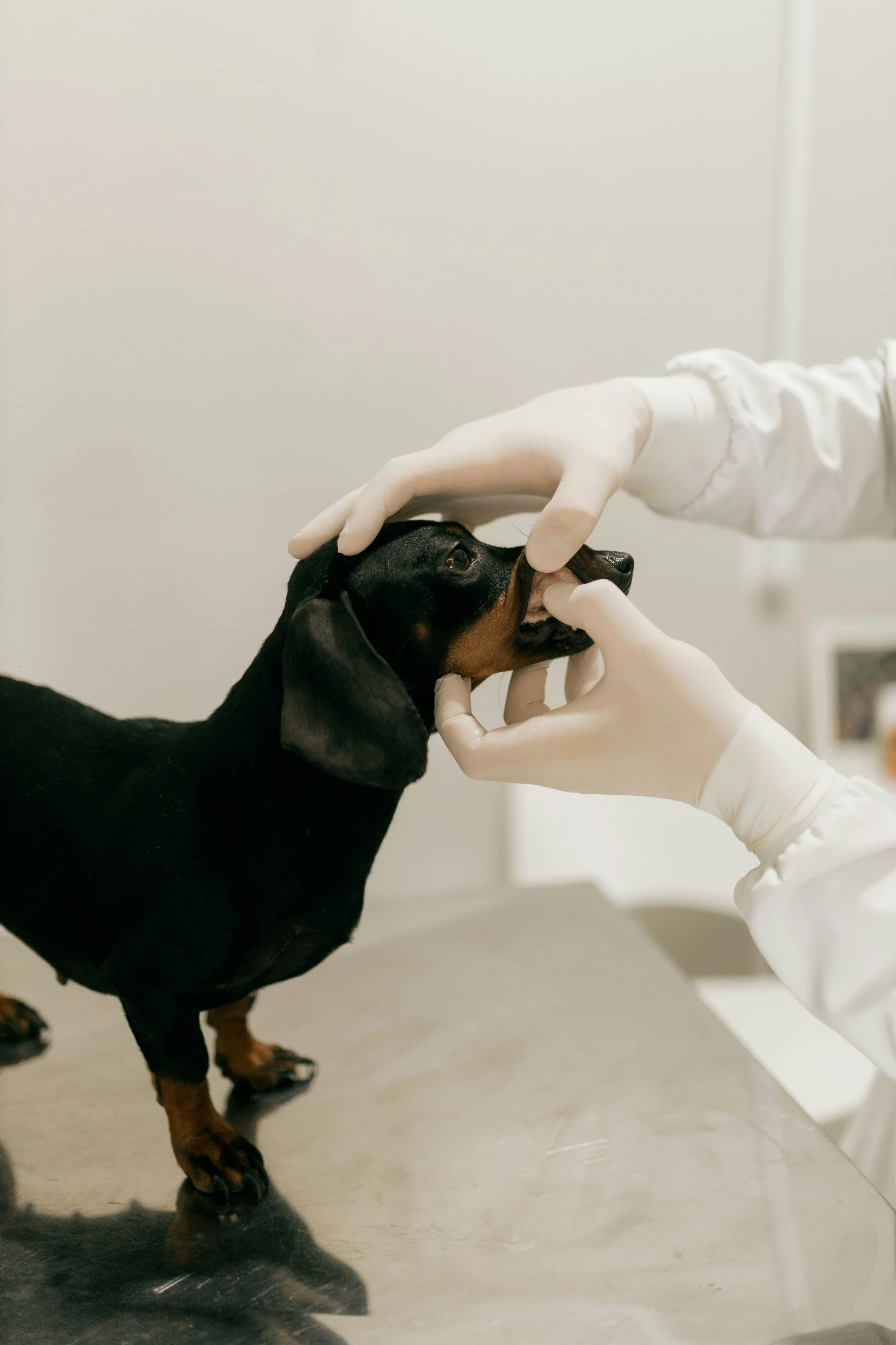 Tips on How To Know When It's Really Time to Book a Vet Appointment