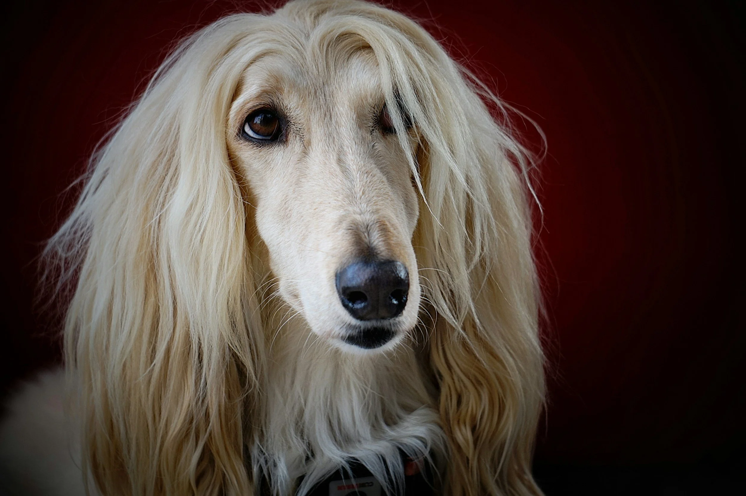 How Can I Help Improve My Dog's Coat &amp; Skin