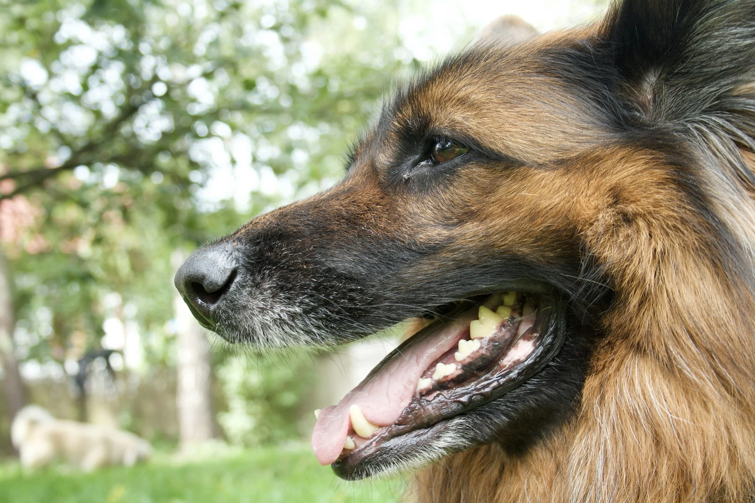 Pet Dental Tips