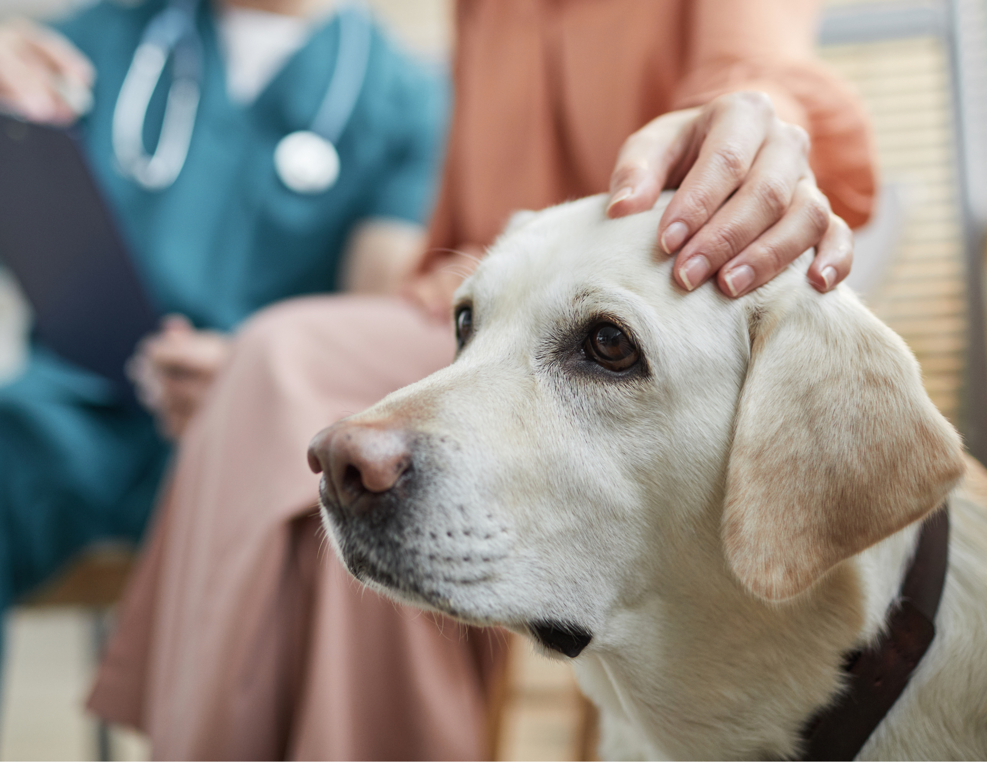 Houston Pet Owners: Why Heartworm Prevention Can't Wait