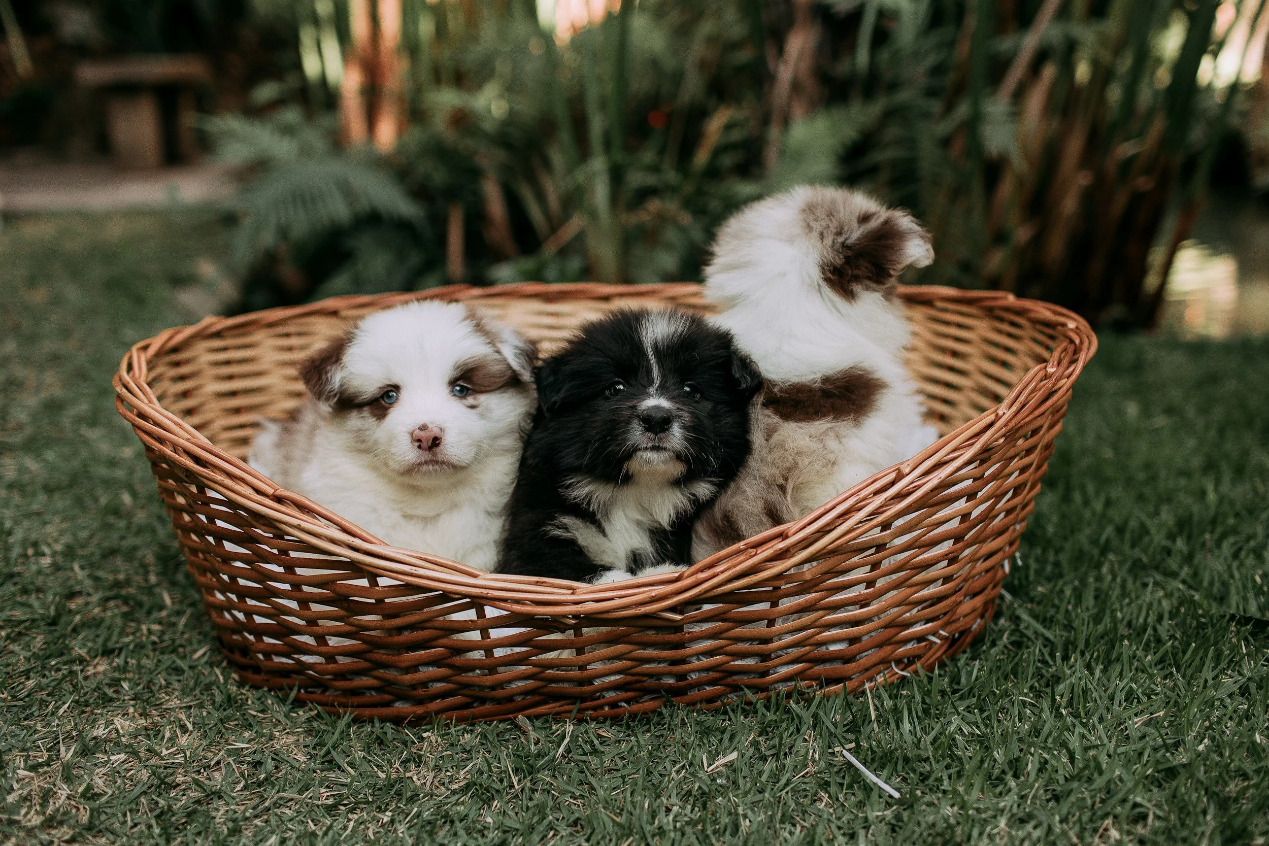 New Puppy or Kitten in Houston? Here's What to Do in the First 30 Days