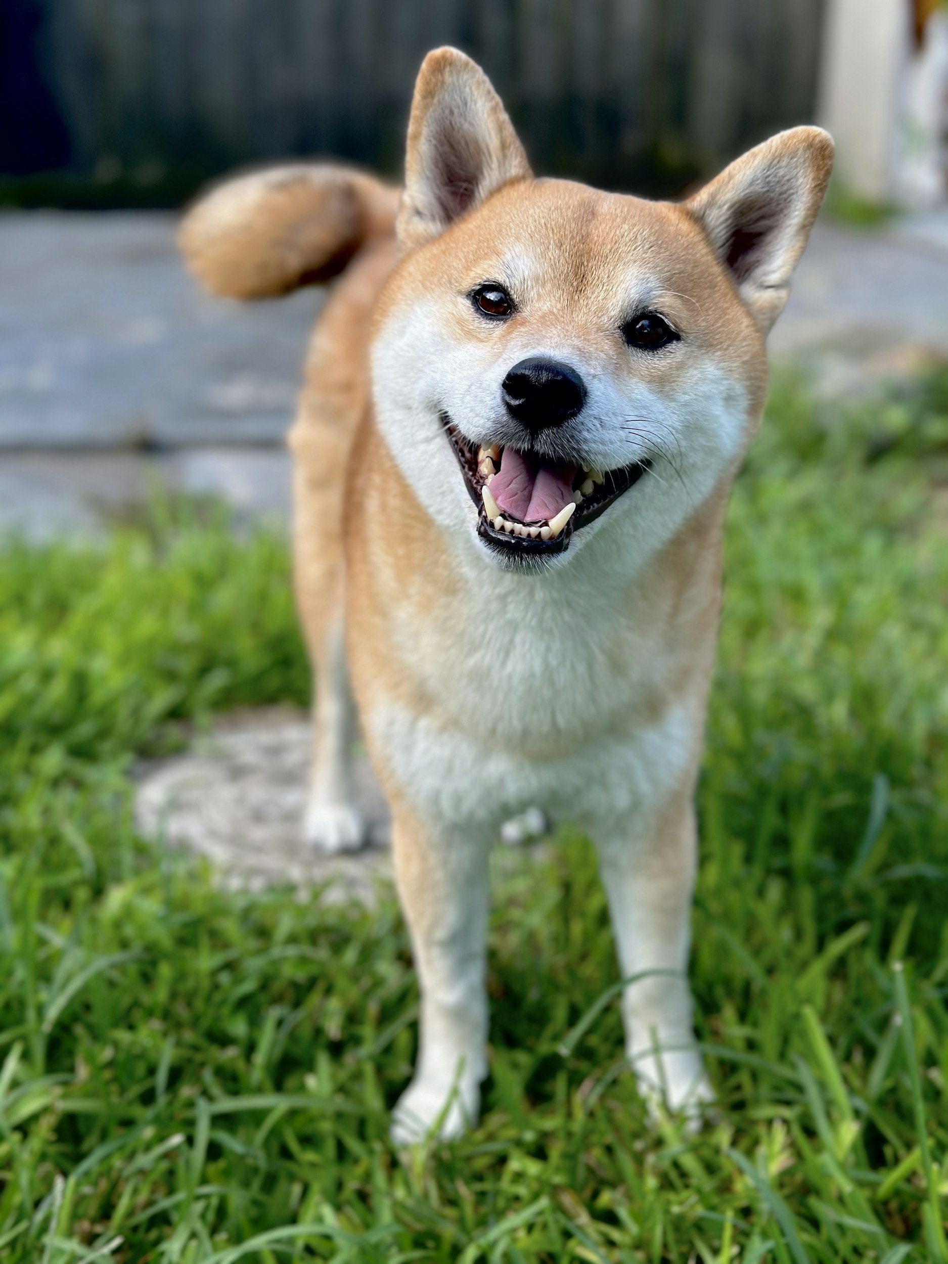 5 Basic Ways to Transform Your Pet's Health in 2026