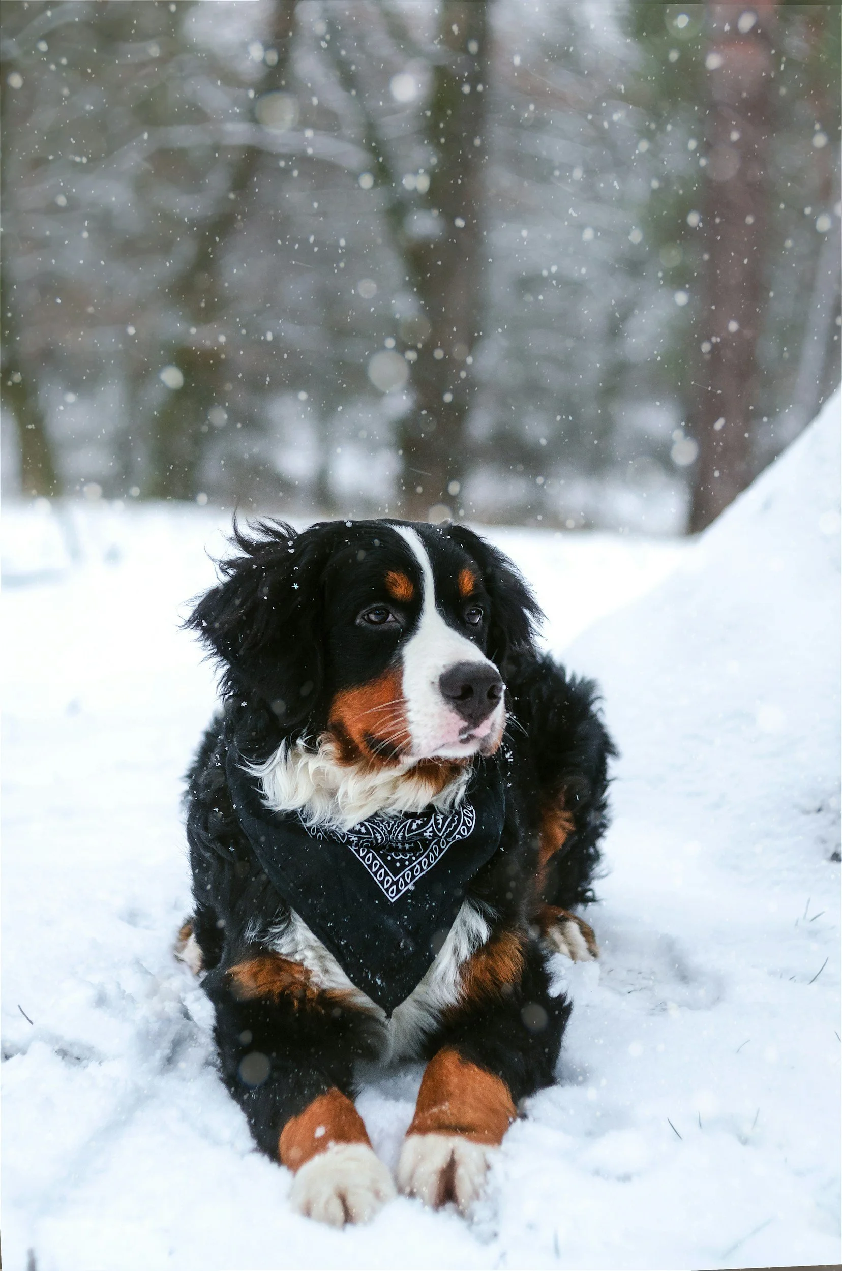 Ways to Help your Pet Transition into Colder Temperatures