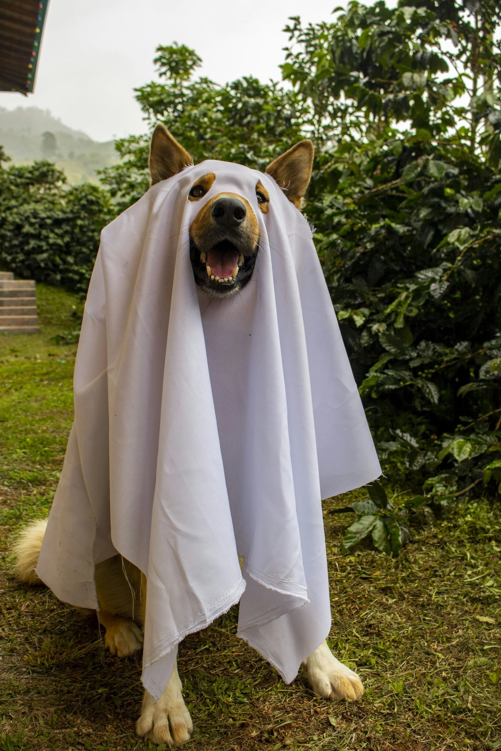 Halloween Tips for Pet Parents