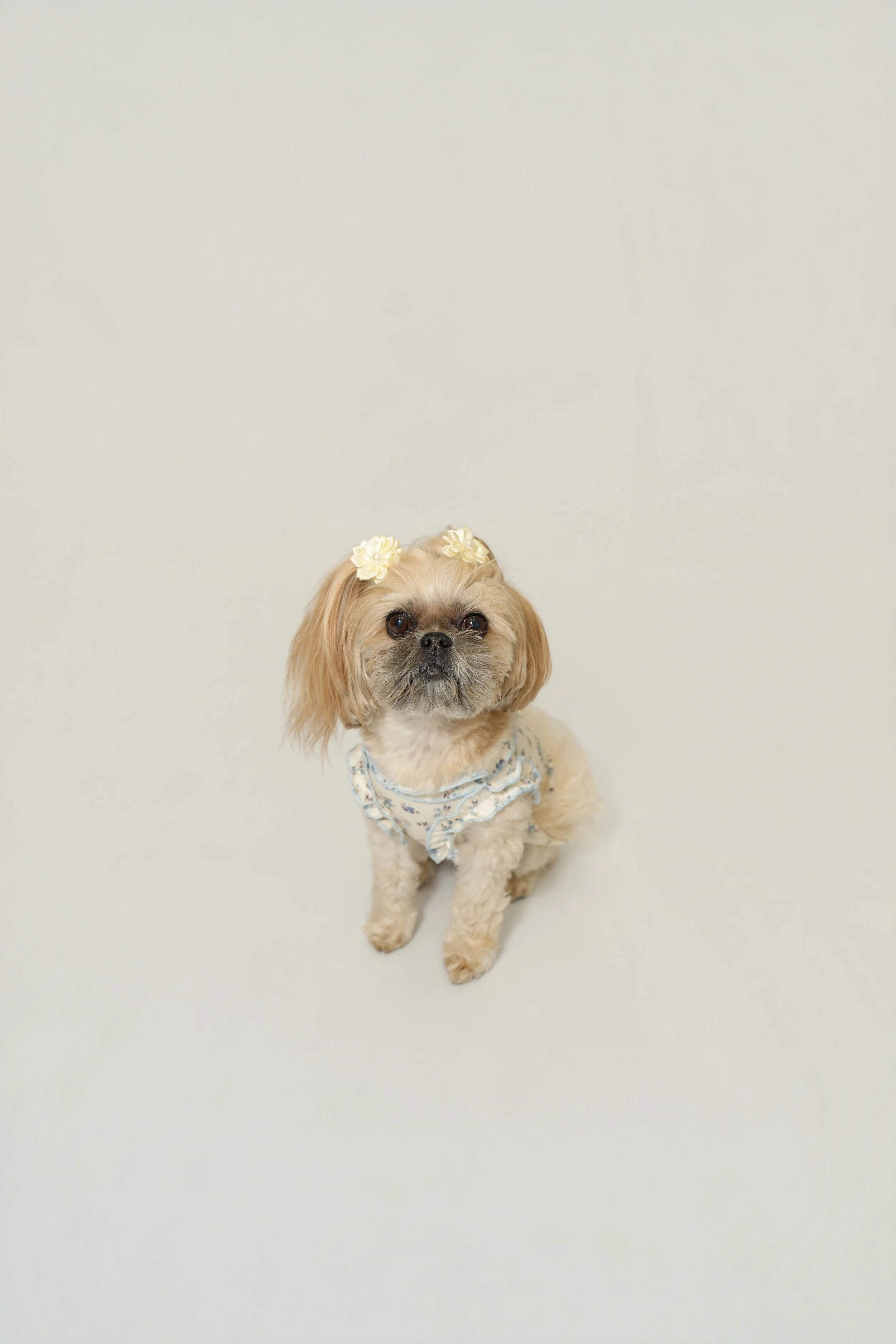A small dog with long, light brown and white fur, wearing a floral dress and cream-colored flower hair accessories, sitting against a plain light-colored background.