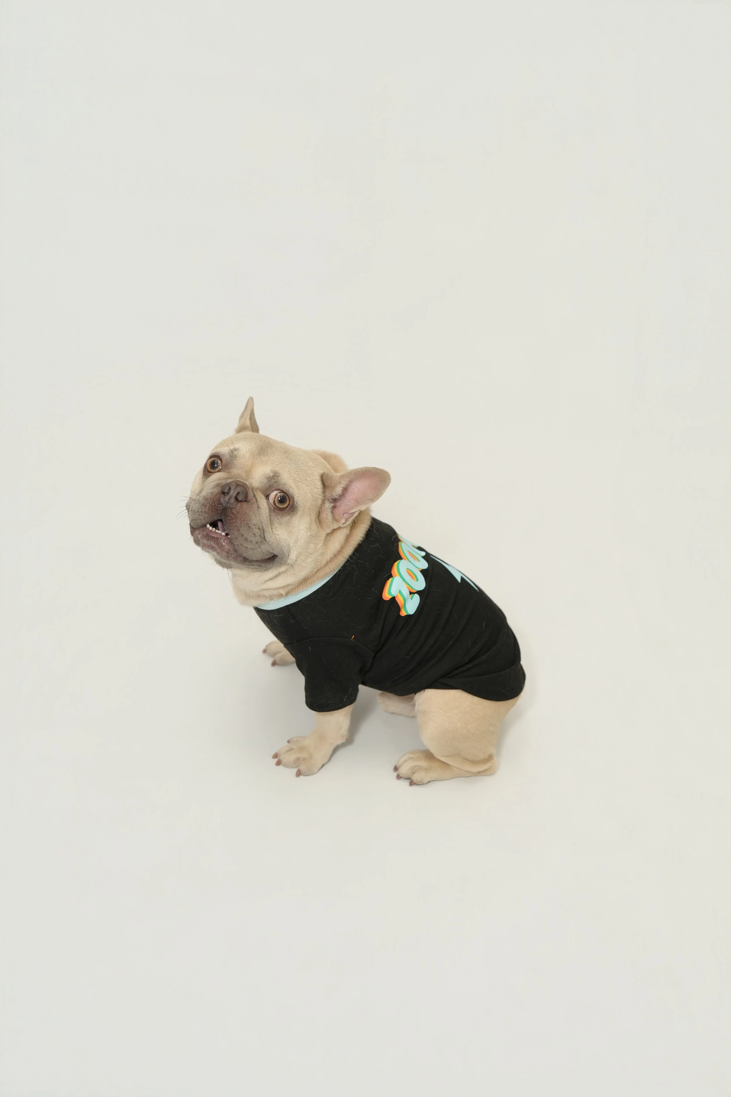 A tan French Bulldog wearing a black shirt with colorful text or design, sitting against a white background, looking slightly upward with its mouth slightly open.