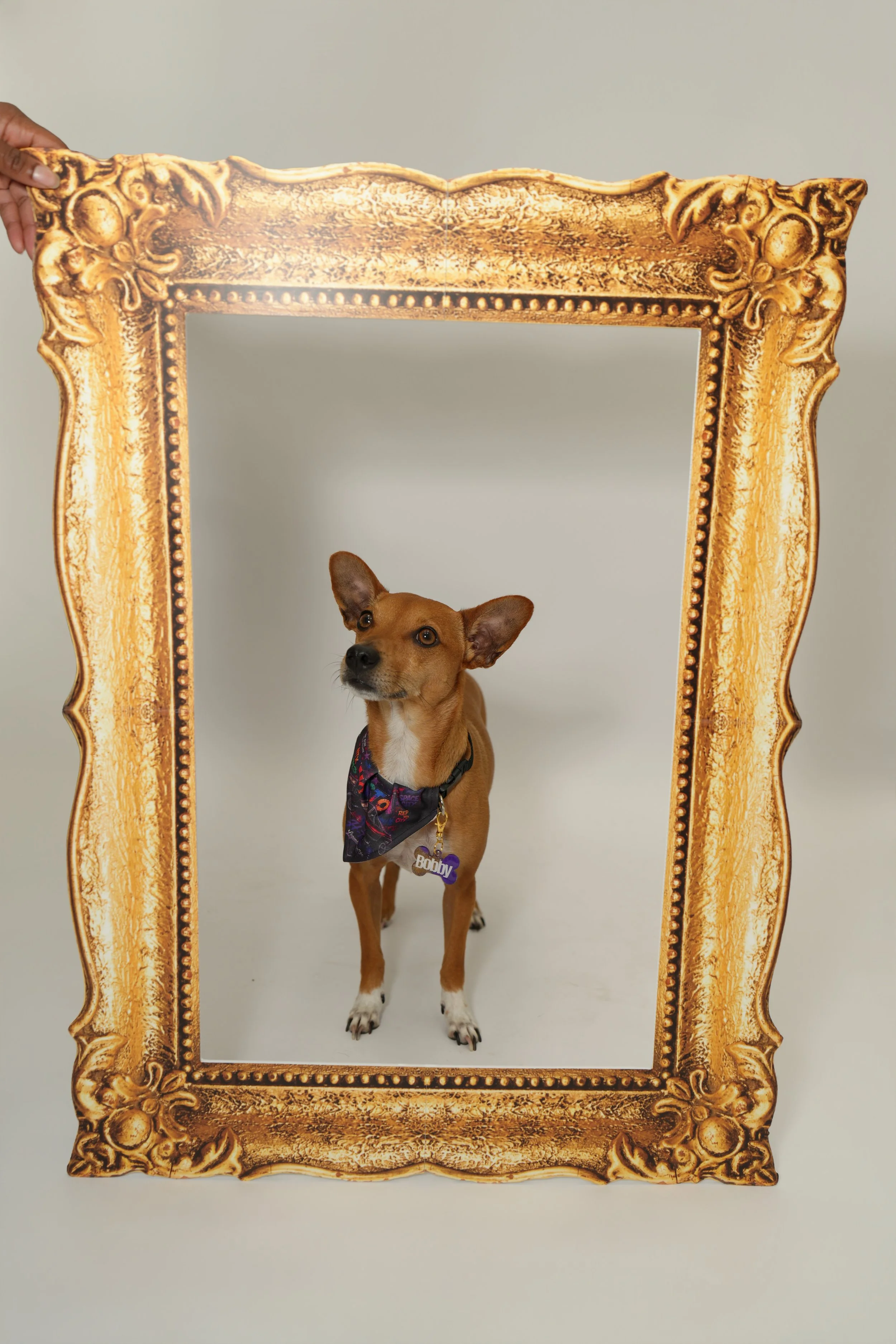 A small brown dog with a black and red bandana around its neck, standing behind a large ornate gold picture frame held by a person's hand at the top left corner. The dog has a purple tag that reads 'Bobby'.