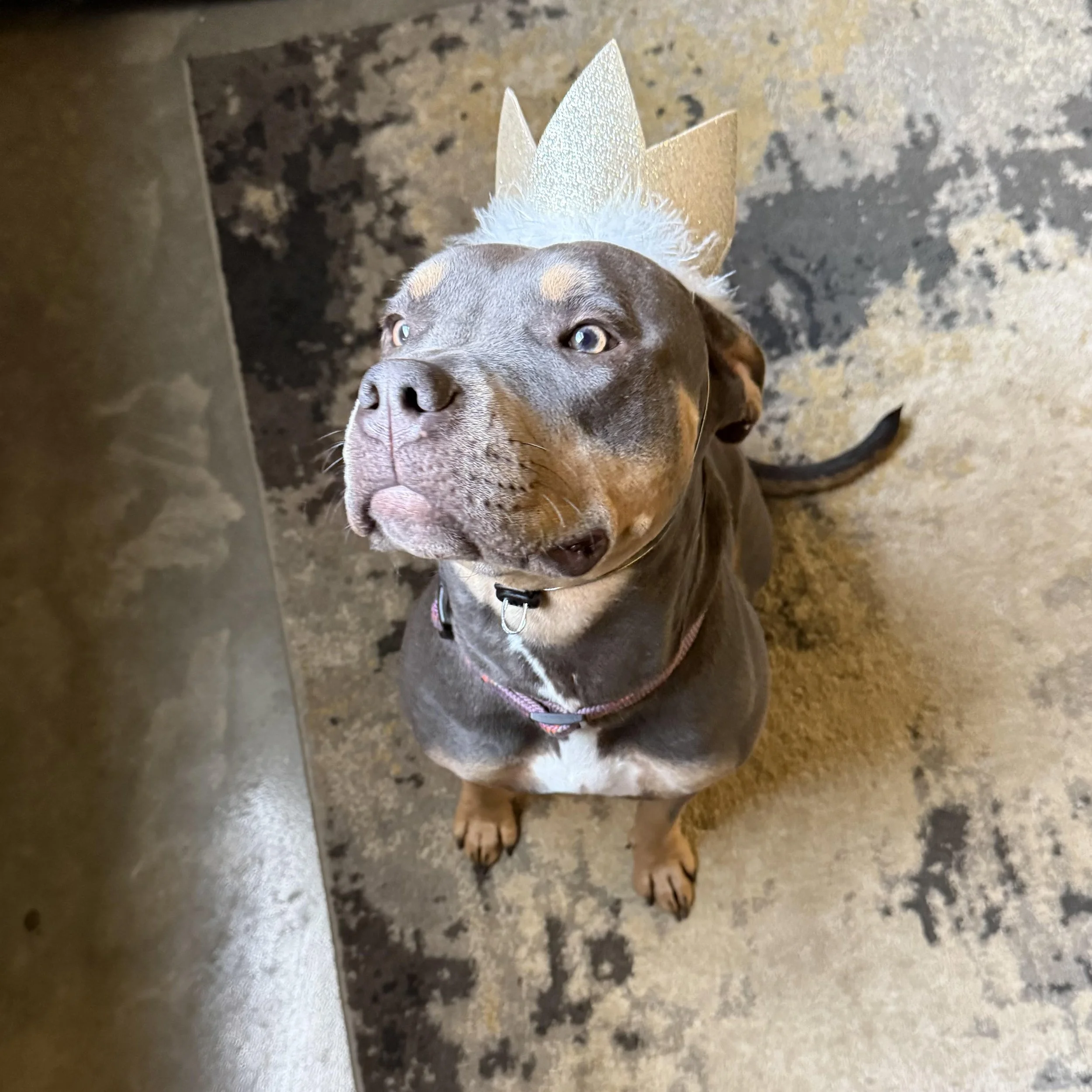 A brown dog with a white patch on its chest, wearing a collar and tiara, lying on a speckled granite surface, looking up.