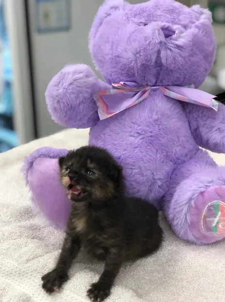 newborn kitten playing in feline exam room during wellness appointment at CAWLM Veterinary Hospital in Houston, Texas
