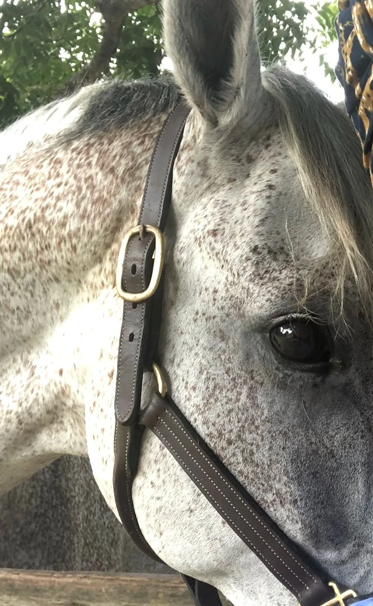 horse eye exam dring wellness appointment at CAWLM Veterinary Hospital in Houston, Texas