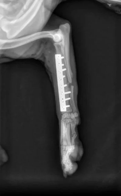 X-ray of a dog's leg with an external metal plate and screws for fracture repair.