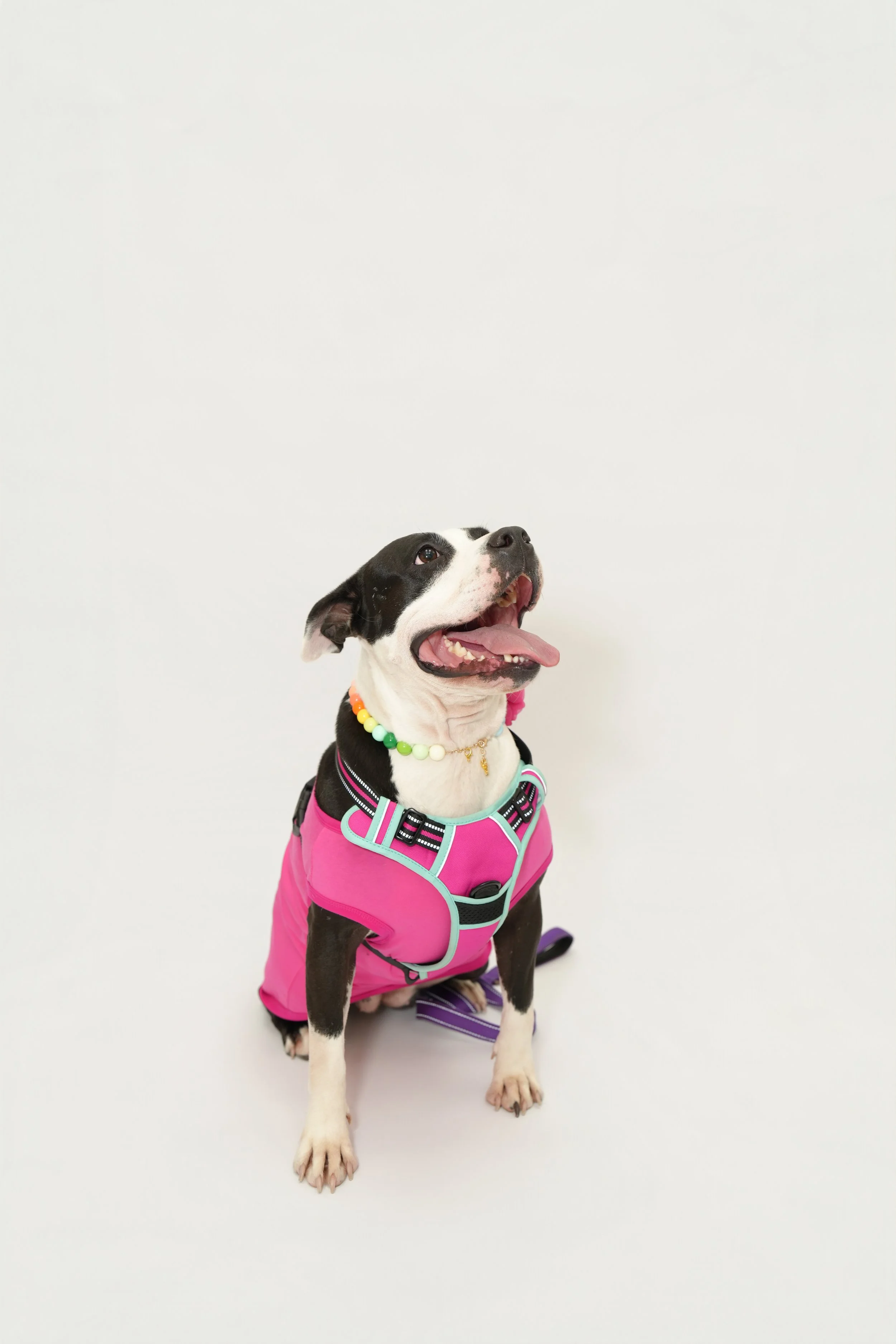 Happy dog wearing a pink harness, decorated with colorful beads and wearing a harness against a plain white background.
