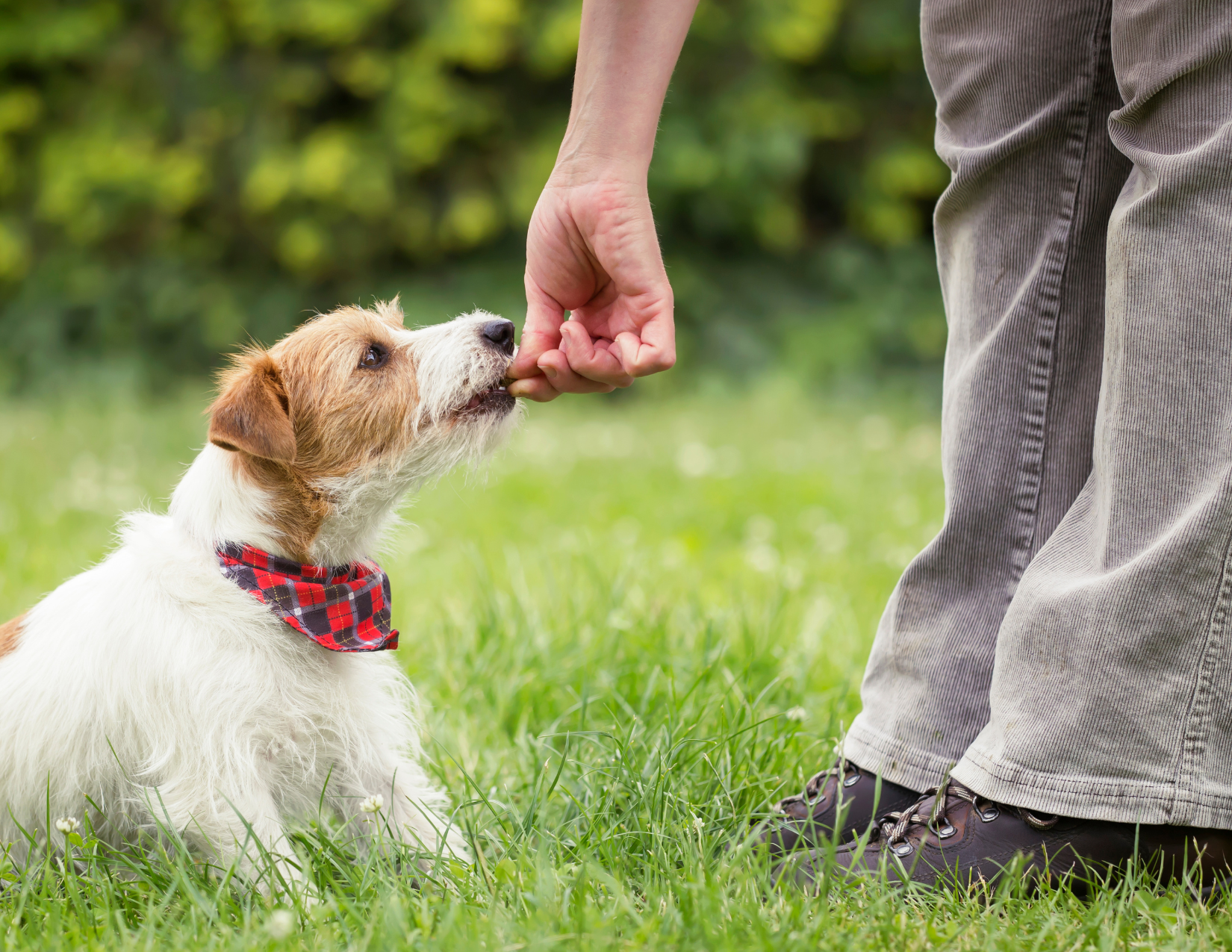 A person in gray pants and brown shoes is standing on grass, reaching out to a small, white and brown dog wearing a red and black checkered bandana, on a green outdoor field with blurred trees in the background.