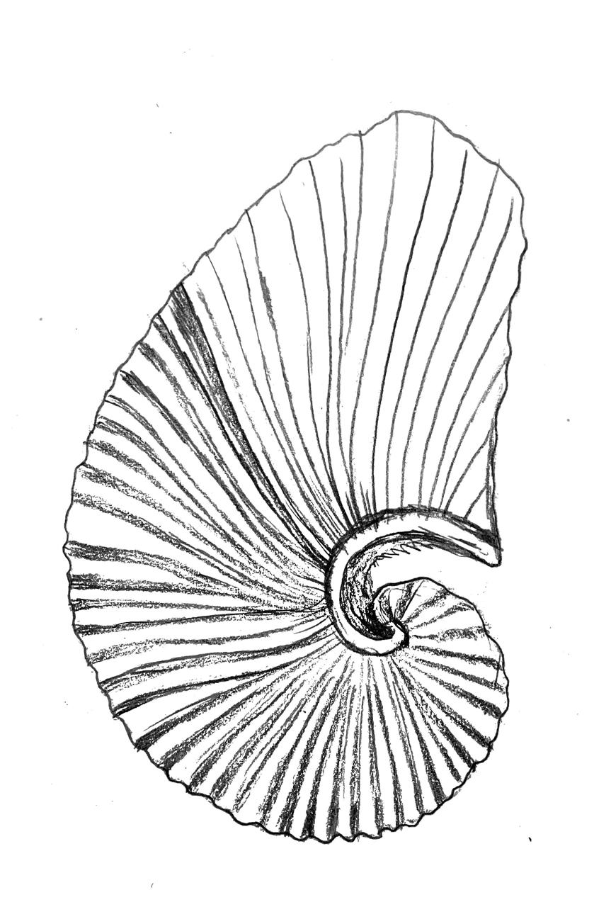 Illustration détaillée d'une coquille d'escargot en spirale, montrant la structure interne et les lignes de croissance.
