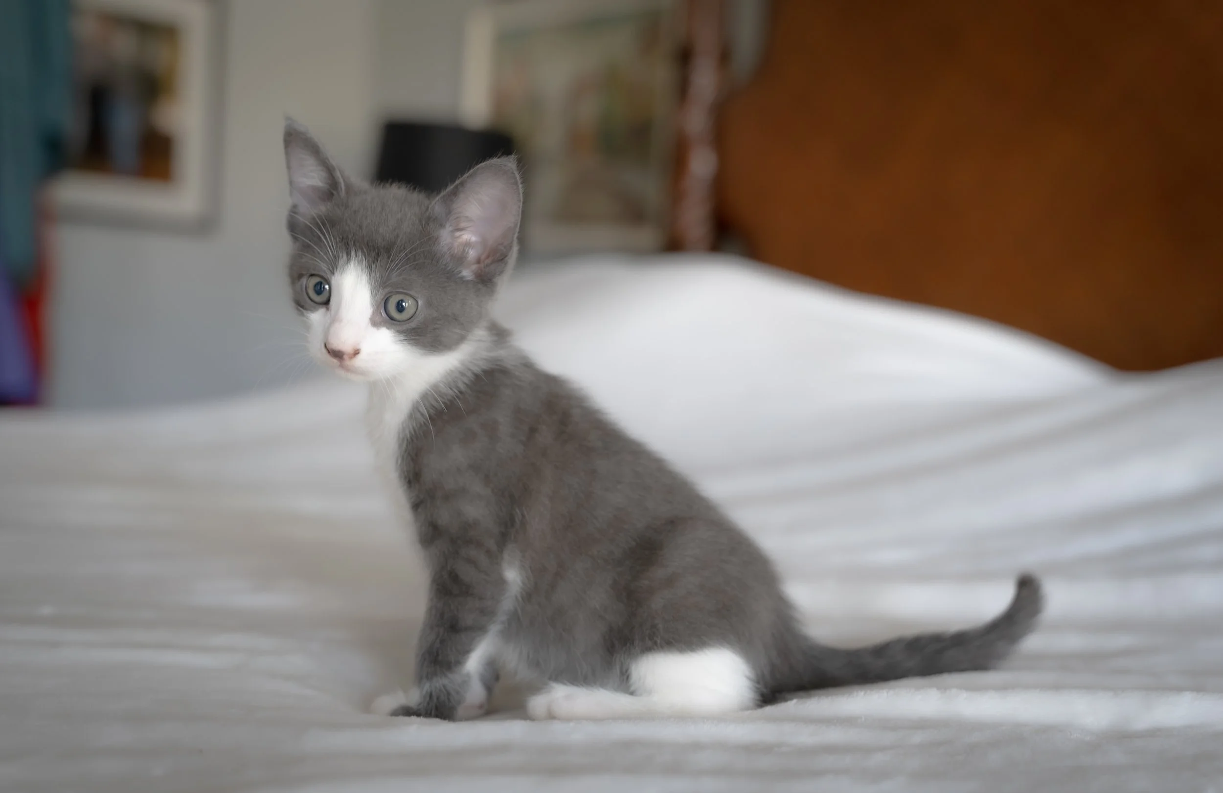 A gray and white kitten sitting on a white bed with a headboard in the background.