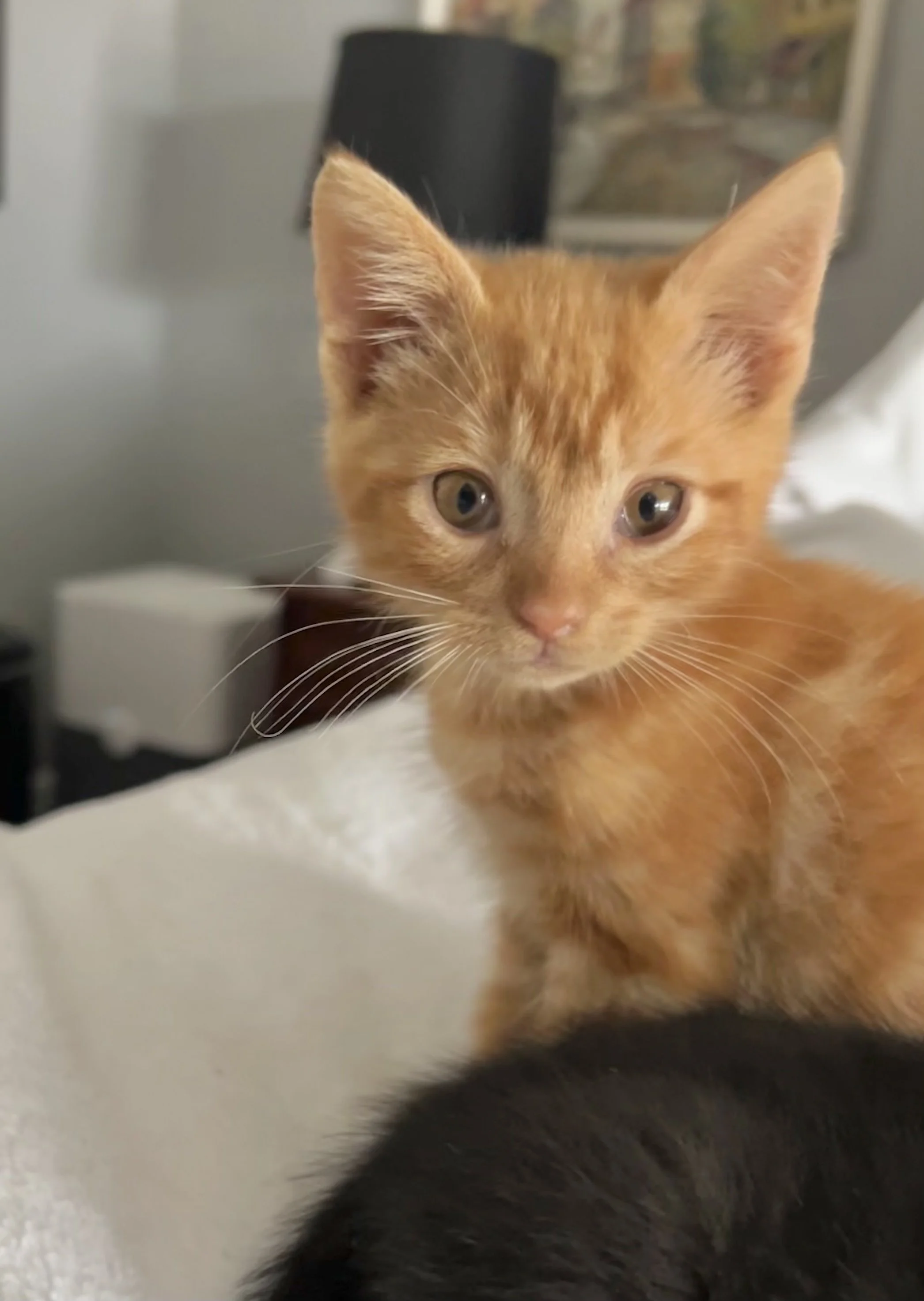 Close-up of an orange kitten with green eyes, sitting on a white surface with a blurred background.