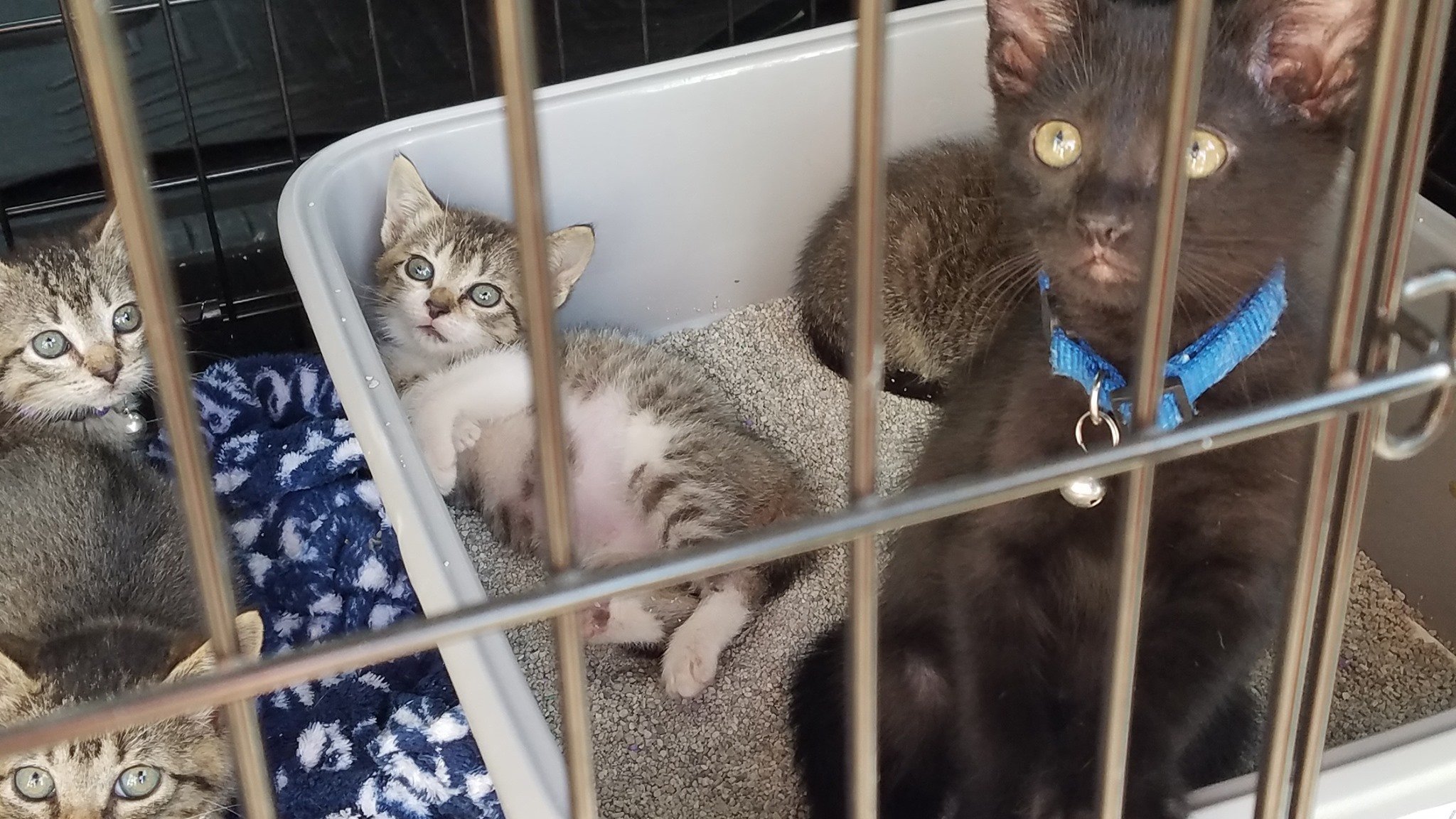 Three kittens and one adult cat inside a pet crate. The adult cat, with dark fur and wearing a blue collar, is looking out through the crate bars. One kitten is lying on its back in a litter box with a speckled bed, and two other kittens are nearby. All cats have light-colored eyes.