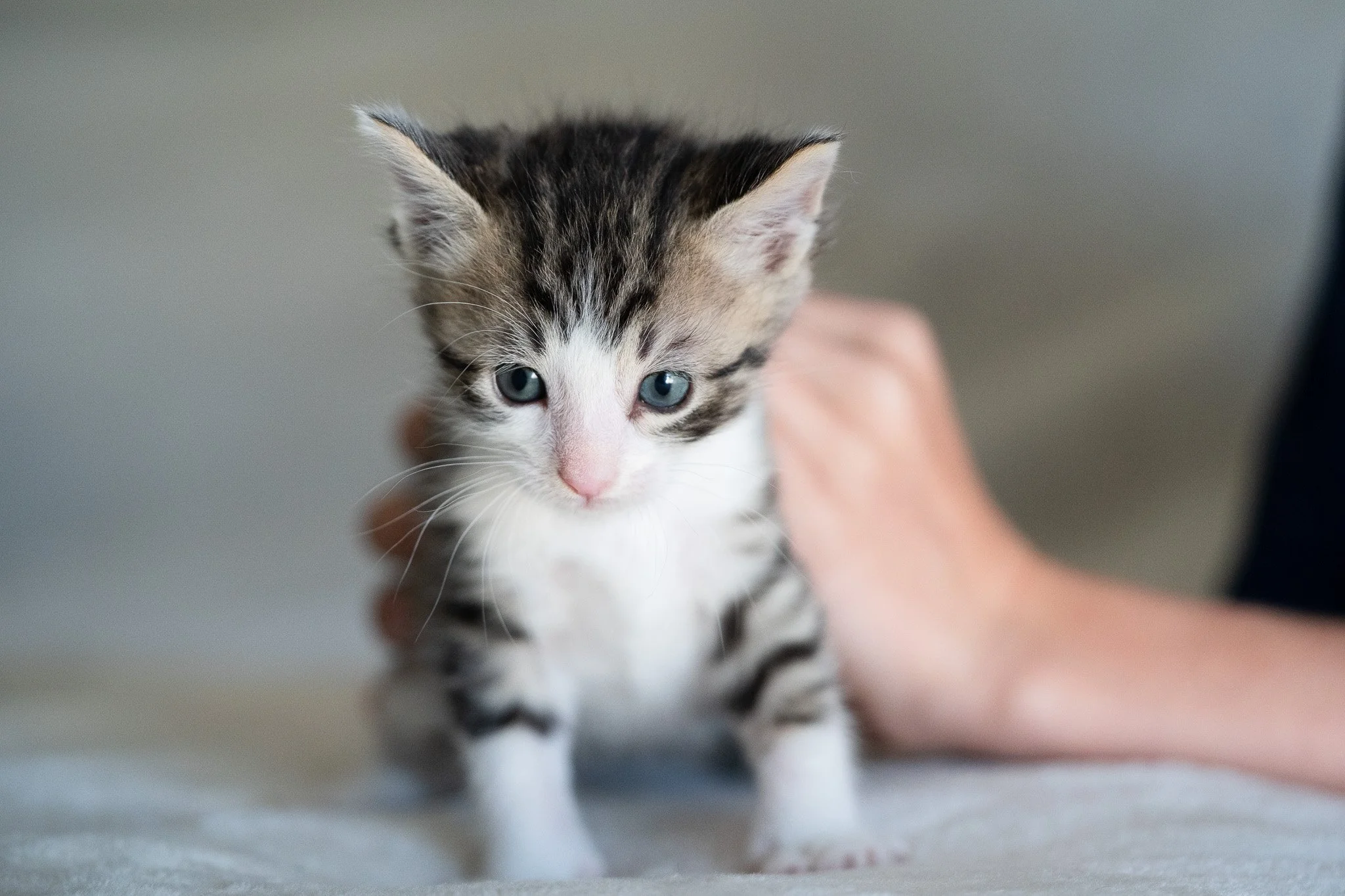 A small tabby kitten with blue eyes being held gently by a person, with a blurred background.