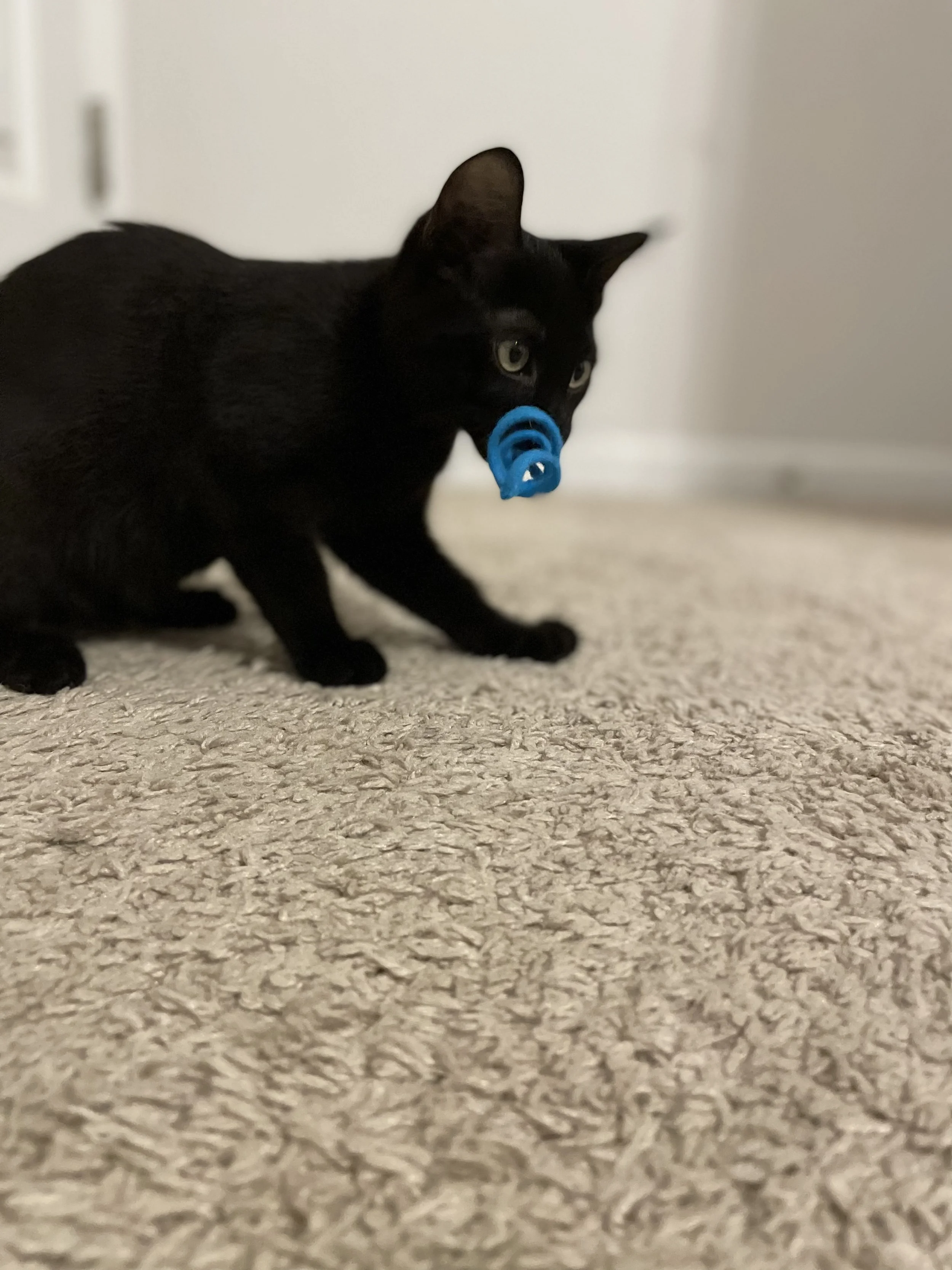 Black kitten with a blue toy in its mouth, crouching on a beige carpeted floor.