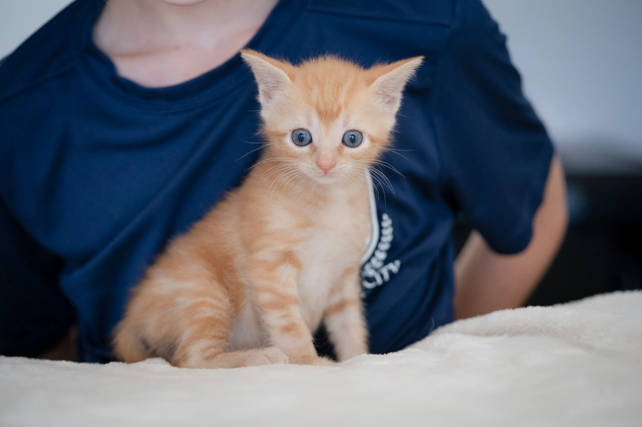 An orange tabby kitten with blue eyes sitting on a white surface, partially supported by a person wearing a dark blue shirt.