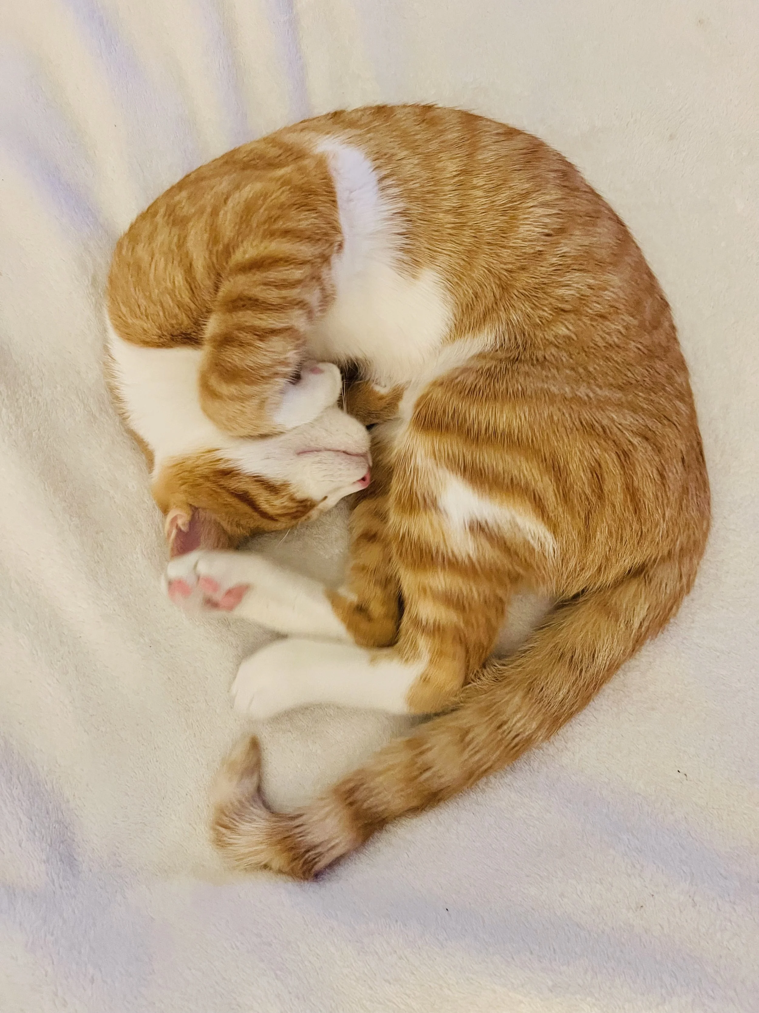 An orange and white cat curled up sleeping on a beige surface.