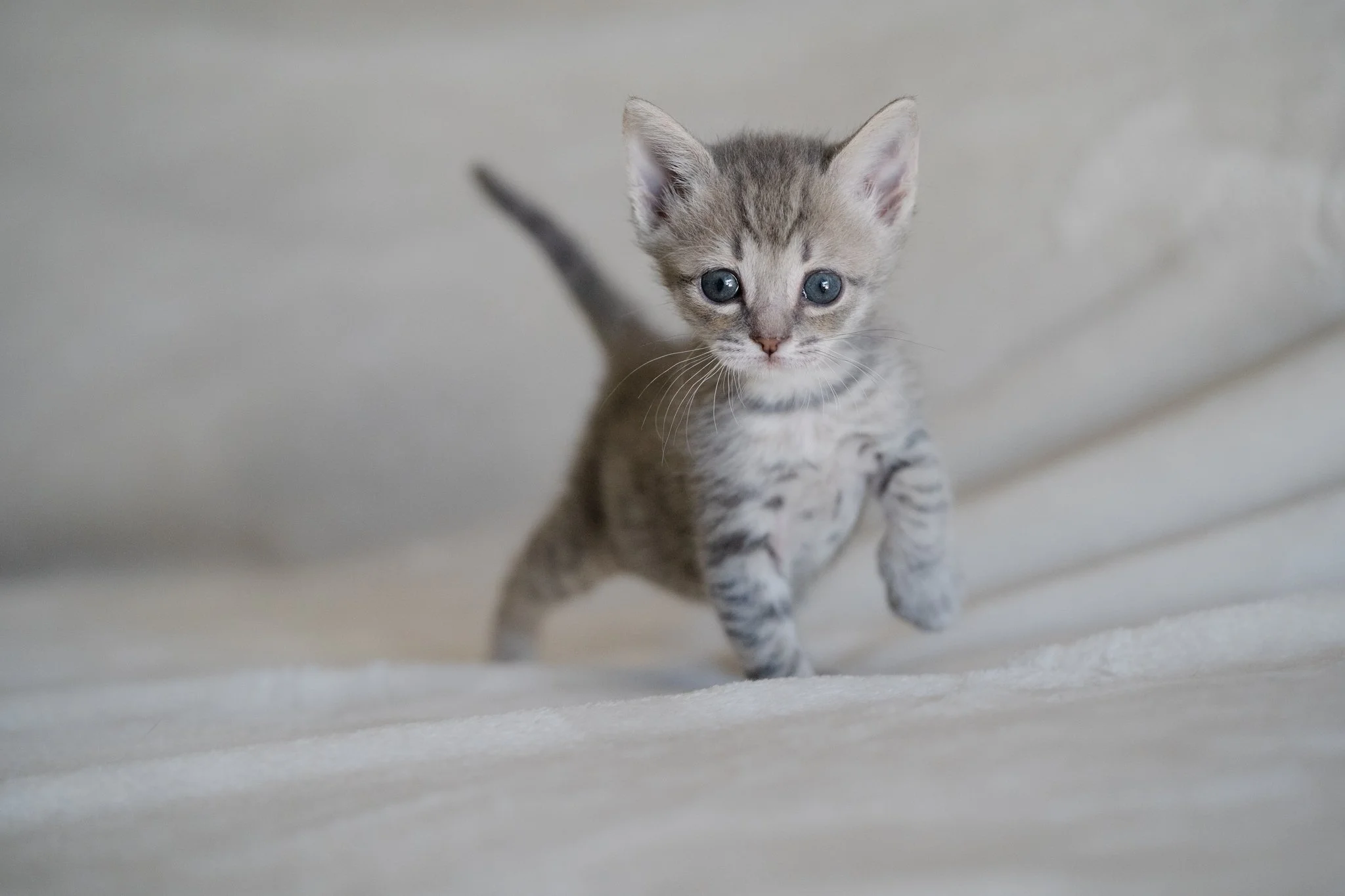 A small gray tabby kitten with blue eyes walking on a soft, light-colored surface.