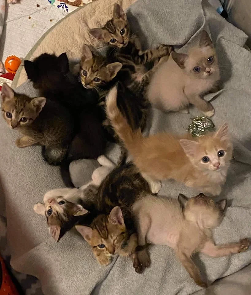 A group of eight kittens and one puppy lying together on a bed or blanket. The kittens are of various colors, including striped, black, and orange, while the puppy has short fur and a light brown coat.