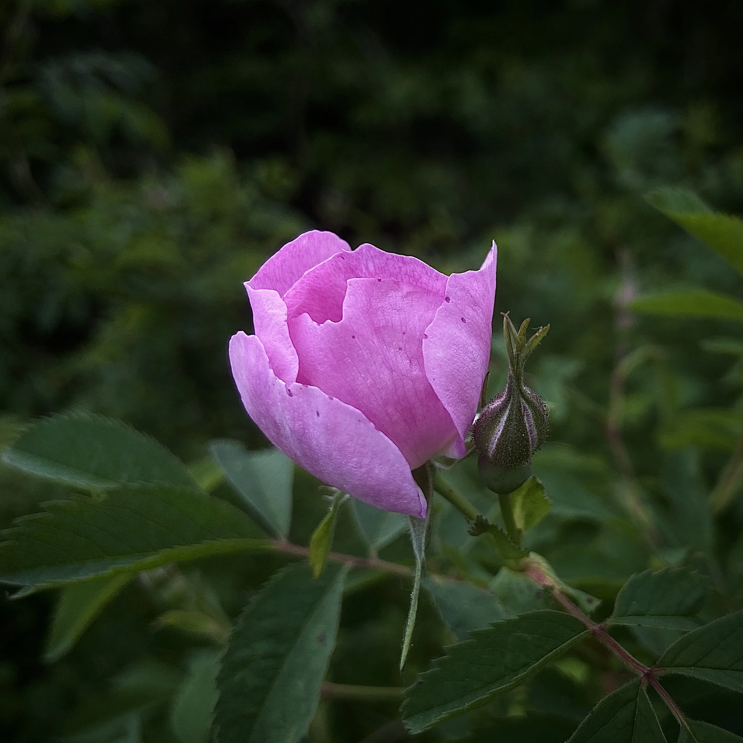 2024-05-24 18.55.48-1.jpg