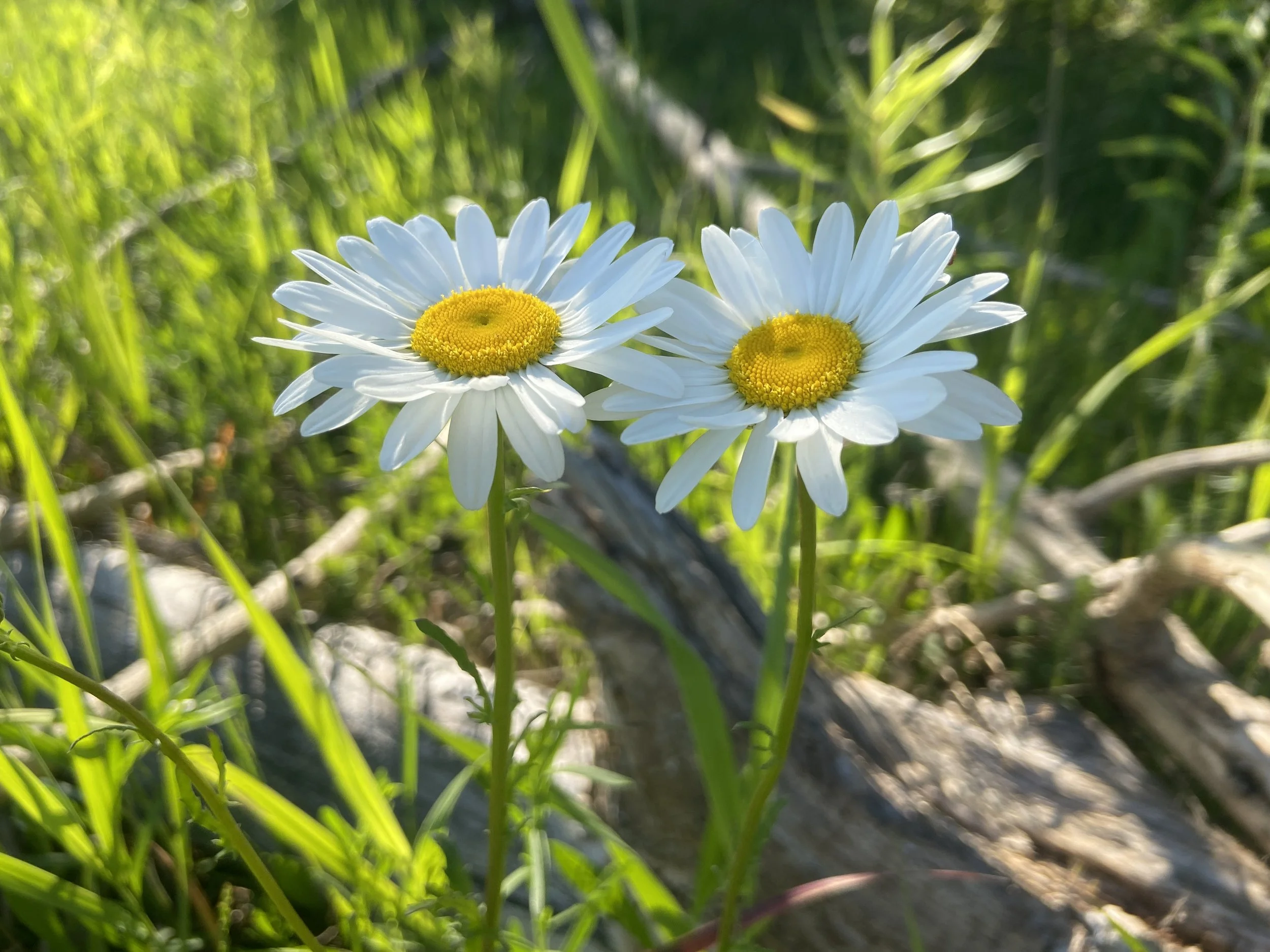 2024-05-31 18.14.29.jpg