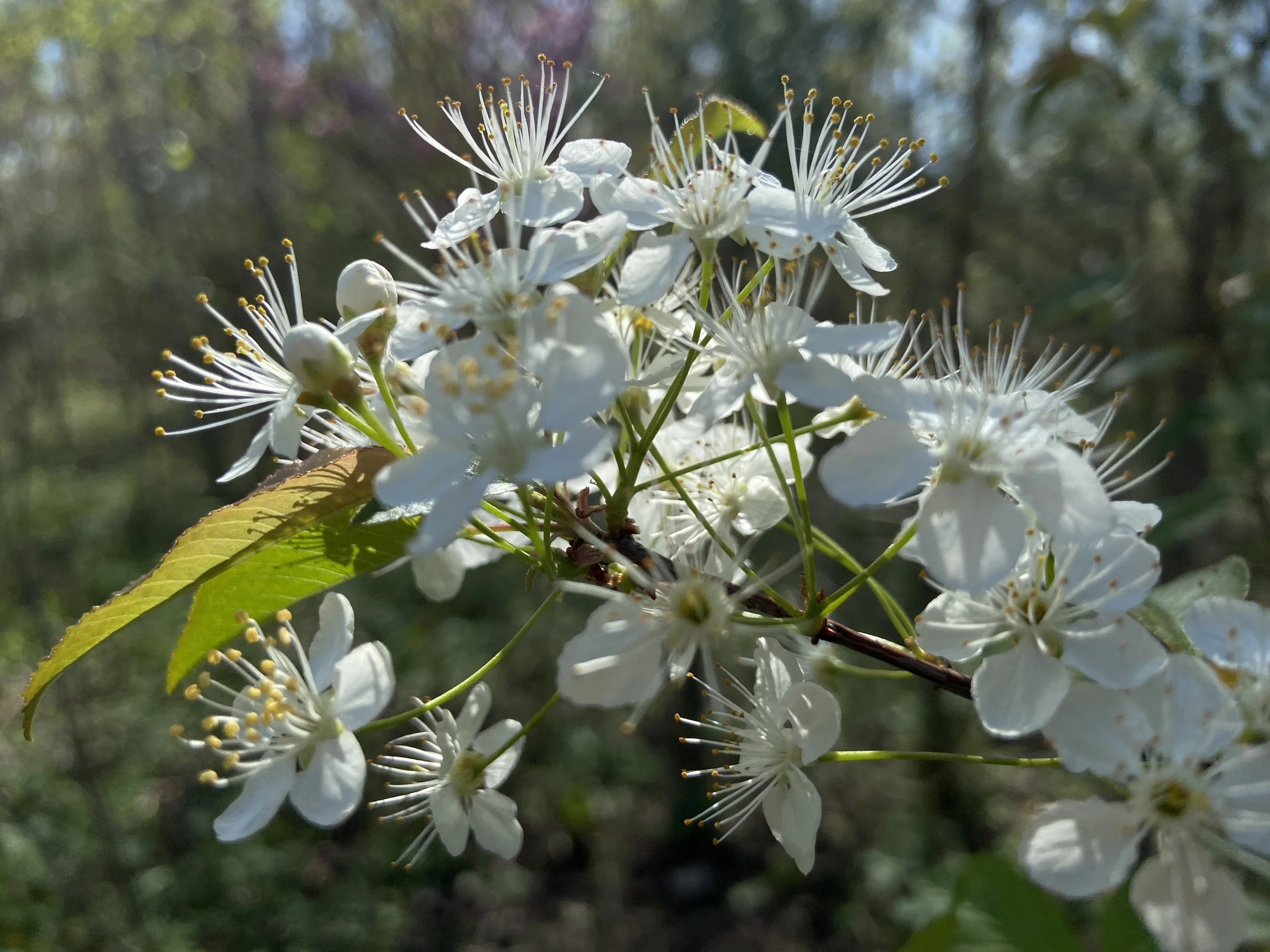 2024-05-05 16.23.24.jpg