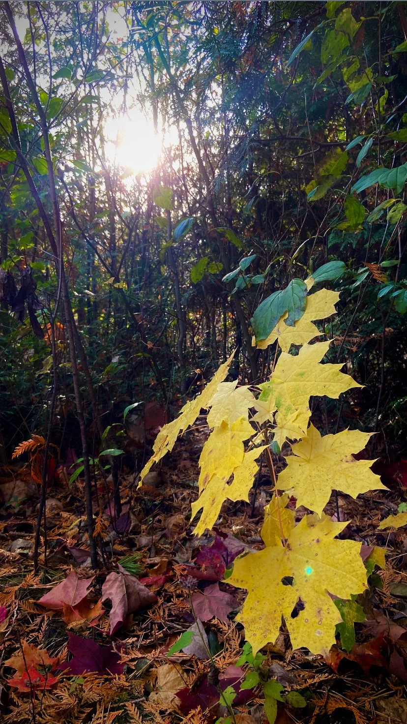 2024-10-29 16.13.57.jpg